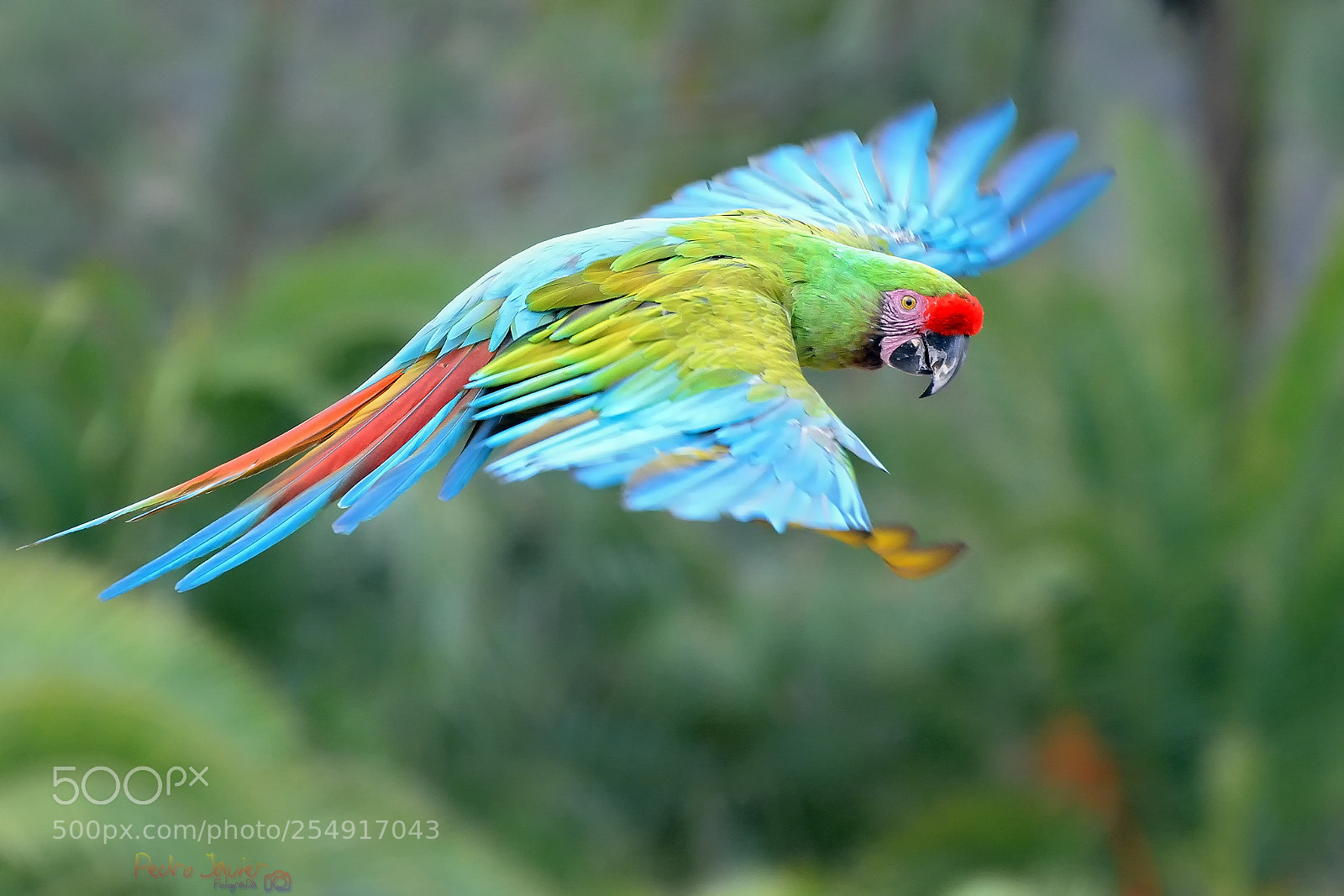 Nikon D7100 sample photo. Ara ambiguus # photography