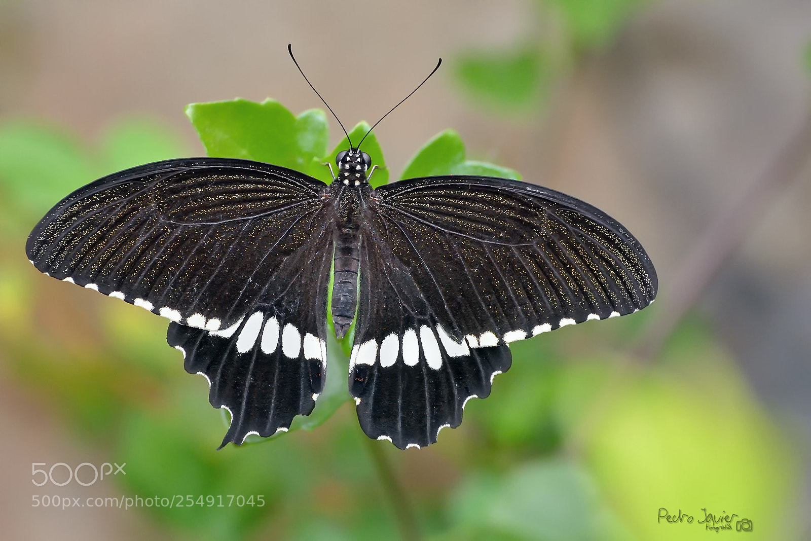 Nikon D7100 sample photo. Papilio polytes () photography