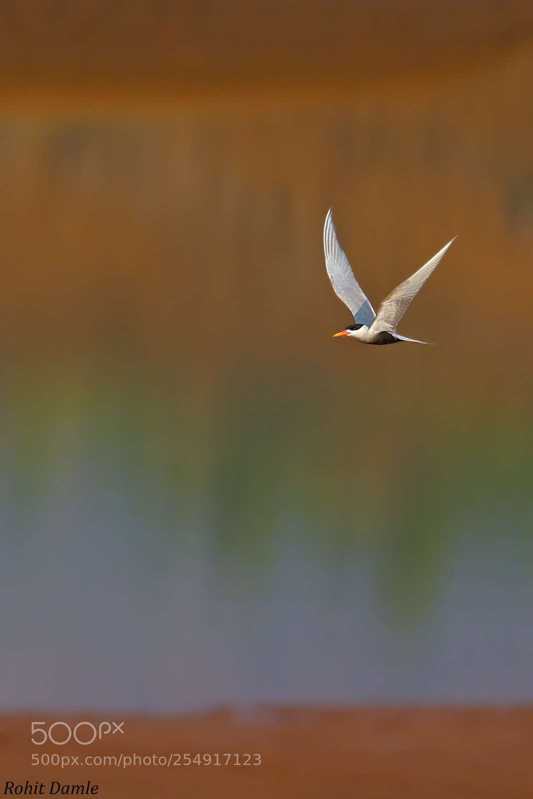 Nikon D7100 sample photo. Bright flight photography