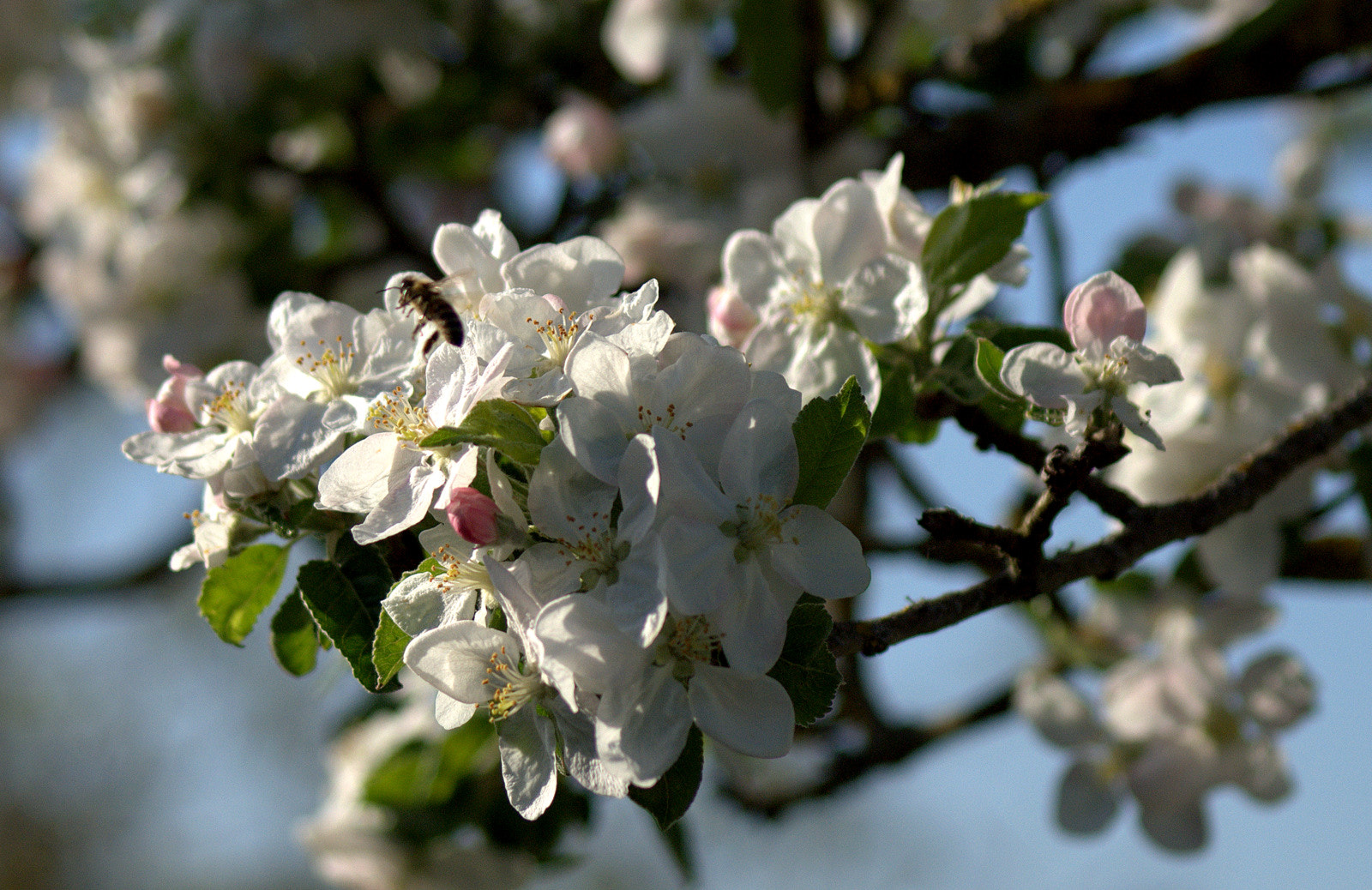 Sony 75-300mm F4.5-5.6 sample photo