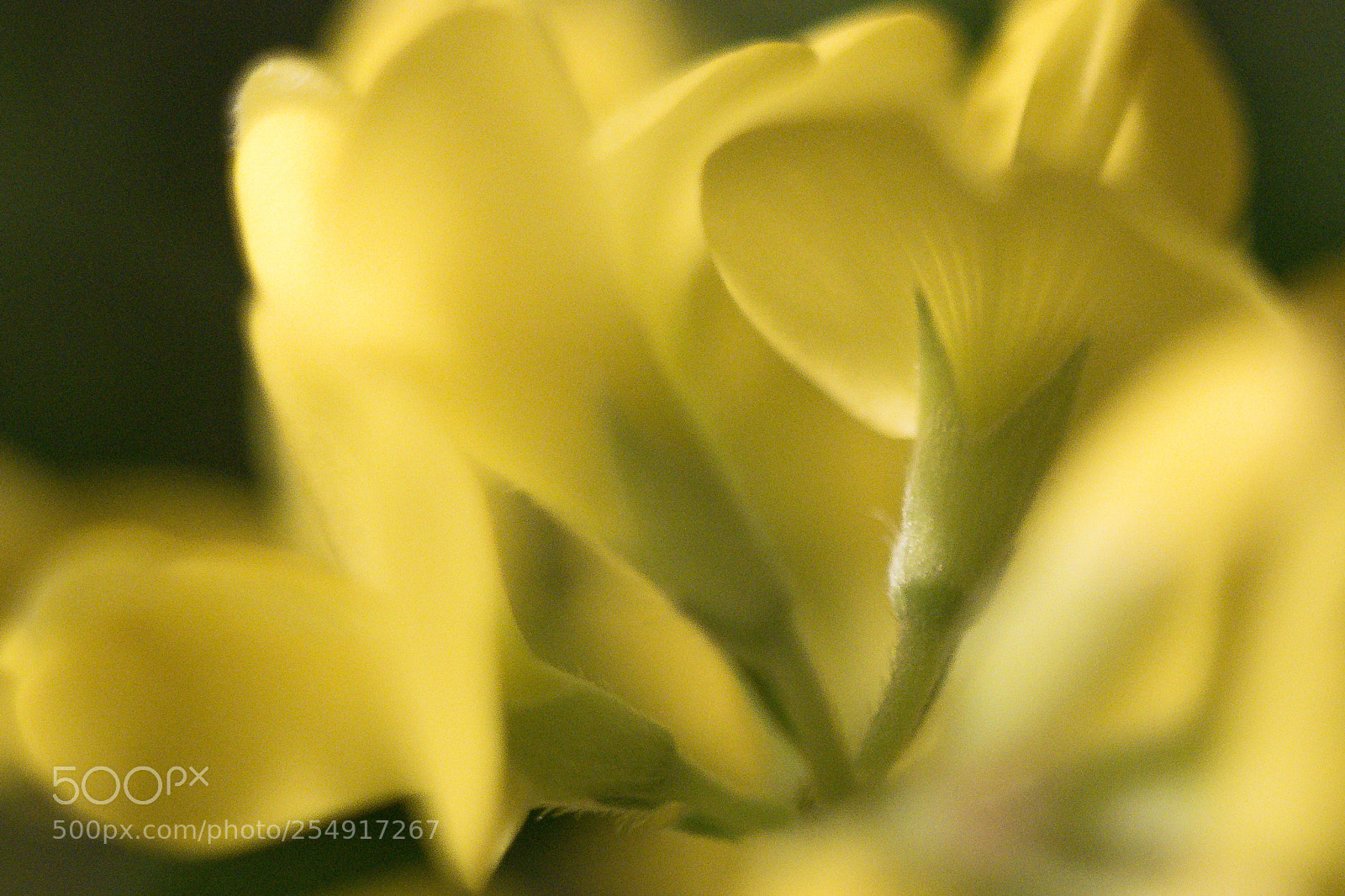 Panasonic DMC-G70 sample photo. Yellow flower photography