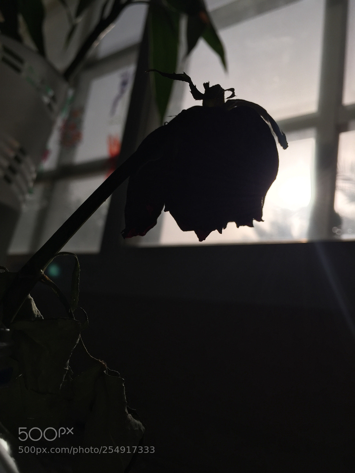 Apple iPhone 6 sample photo. Untitled photography