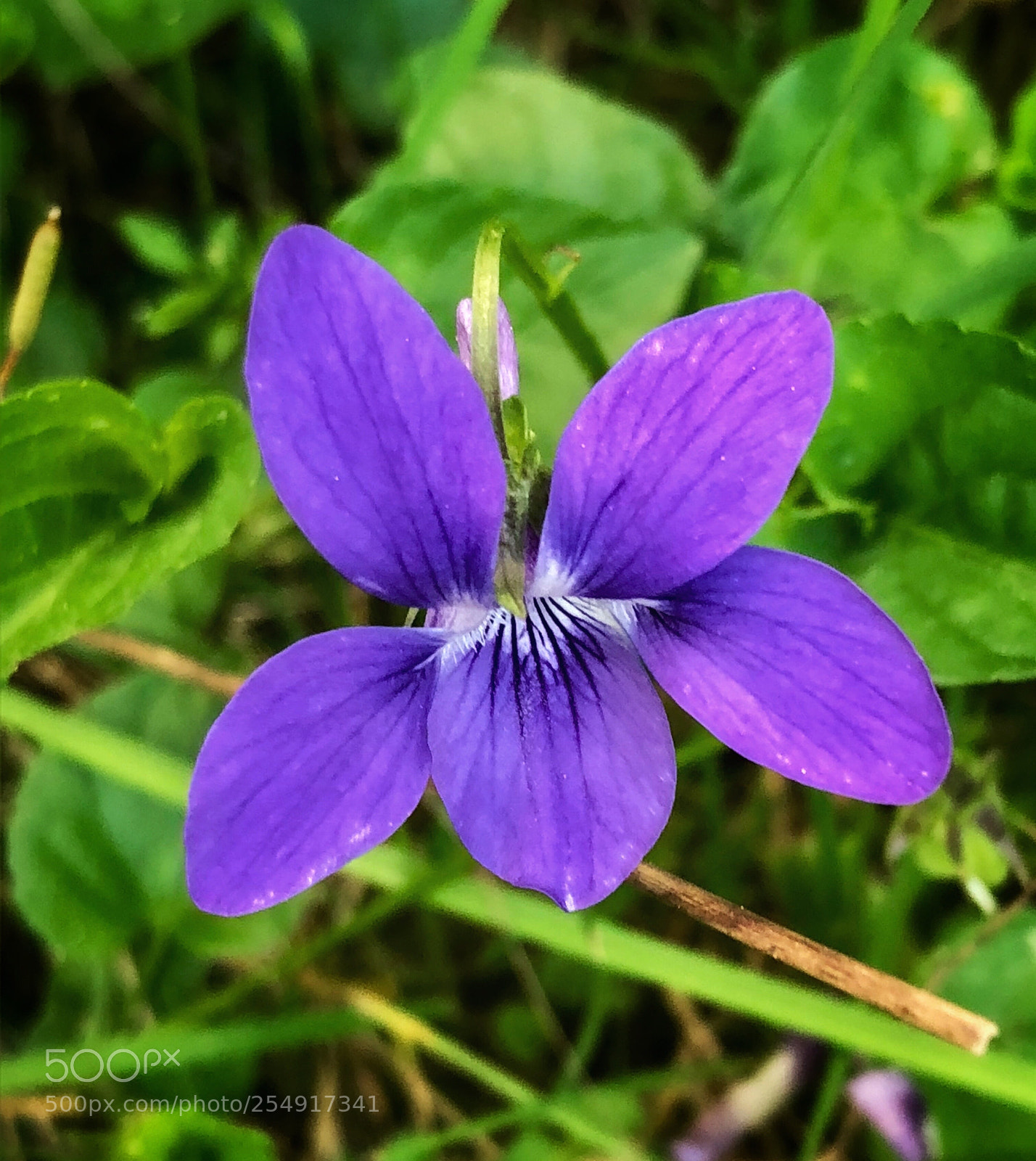 Apple iPhone 8 sample photo. Untitled photography