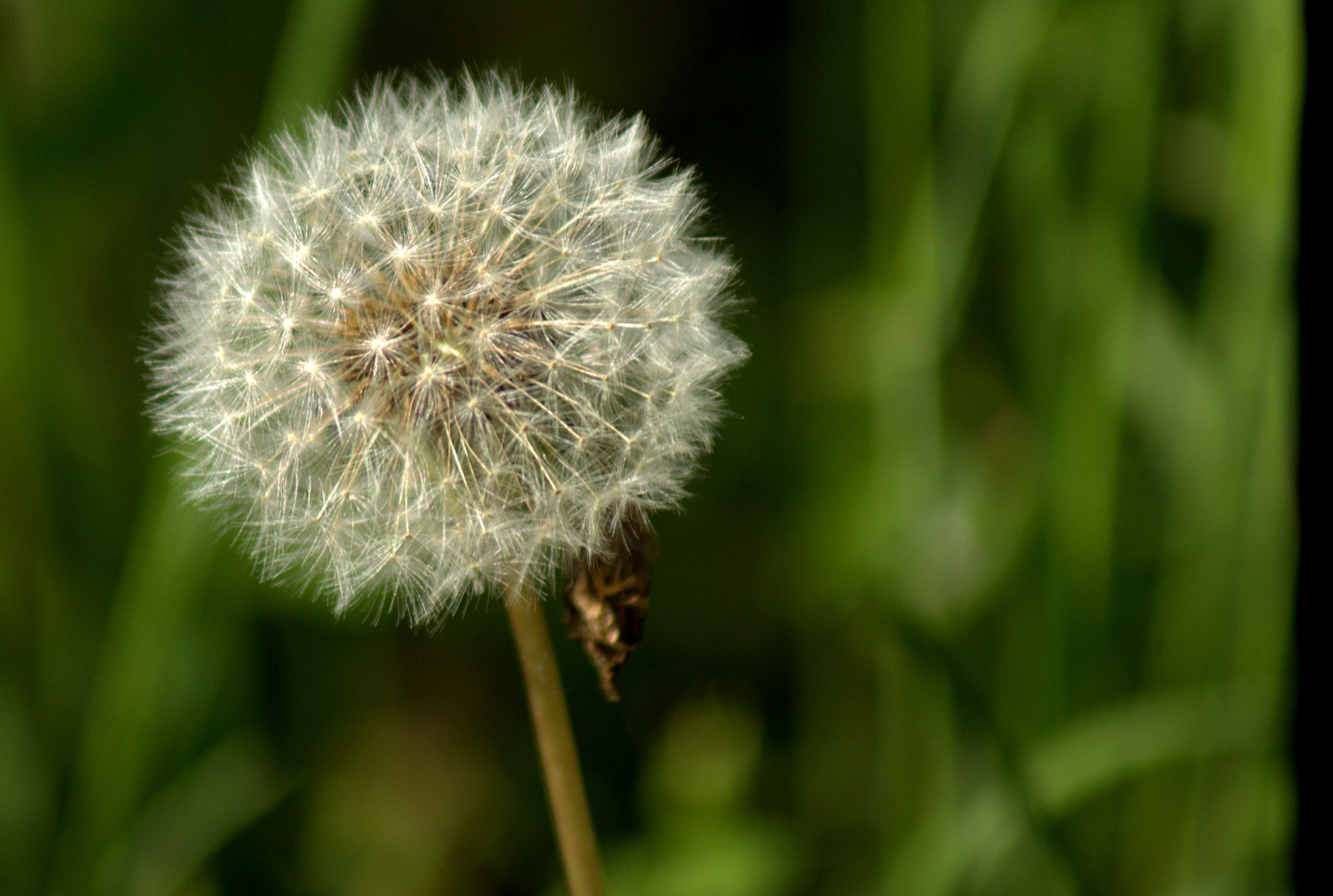 Sony 75-300mm F4.5-5.6 sample photo