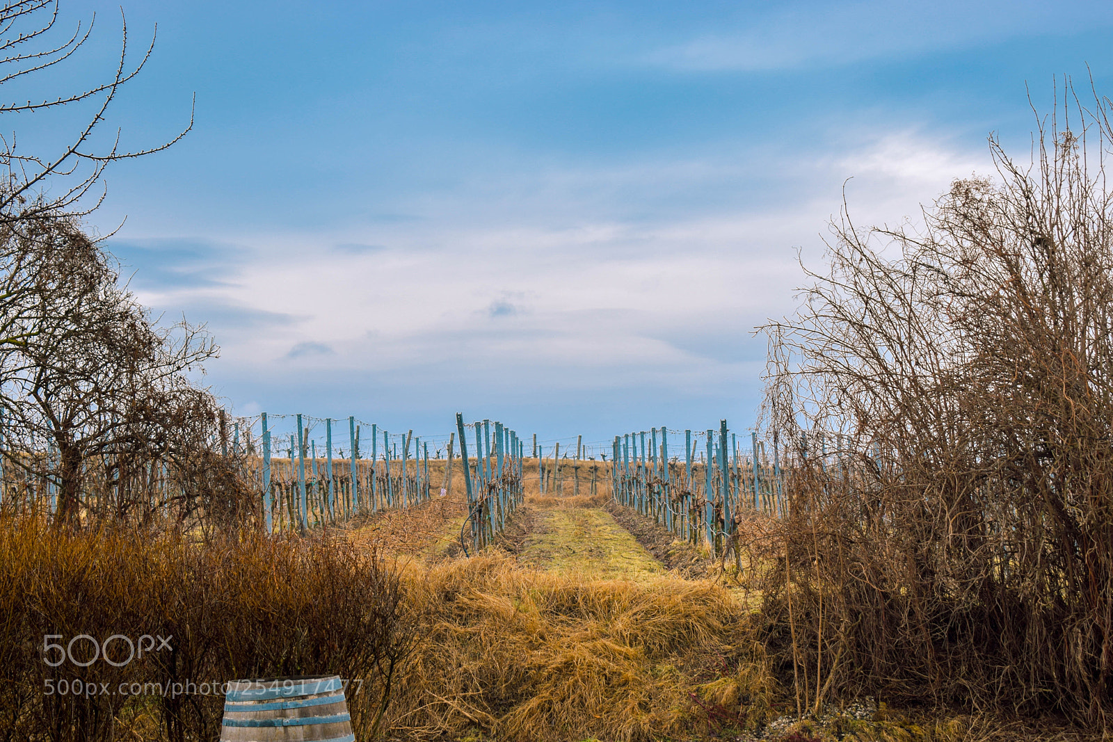 Nikon D3300 sample photo. Endless field with blue photography