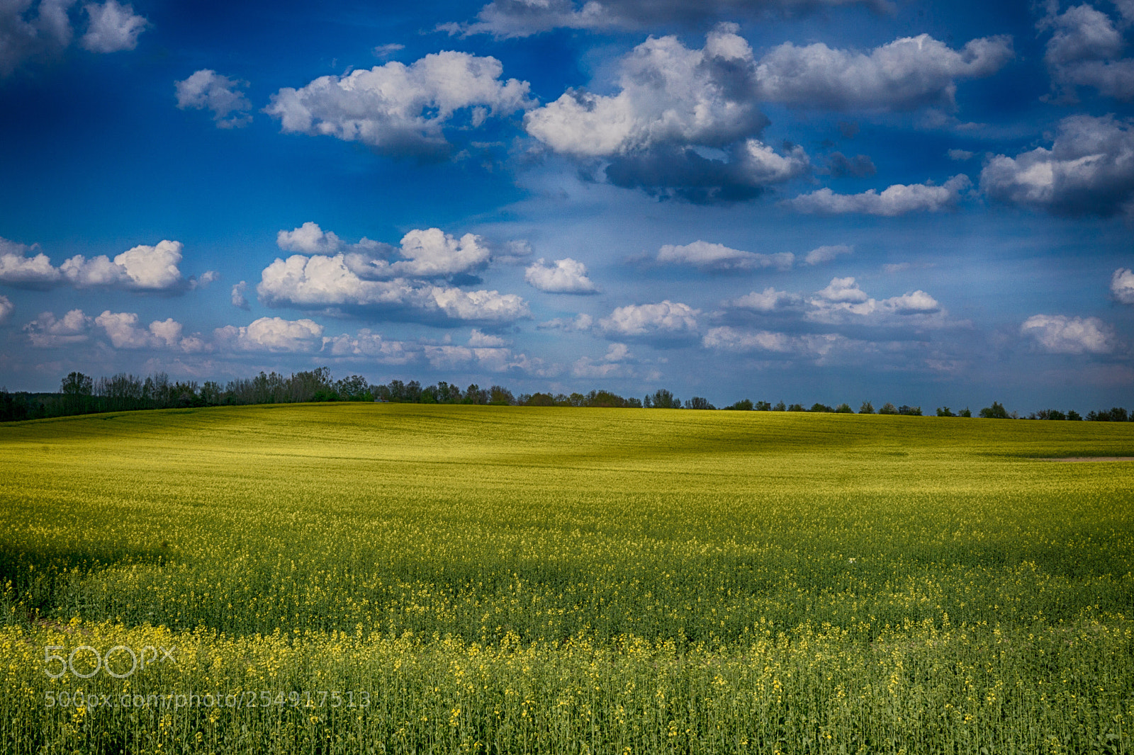 Sony a6000 sample photo. Field of gold  photography