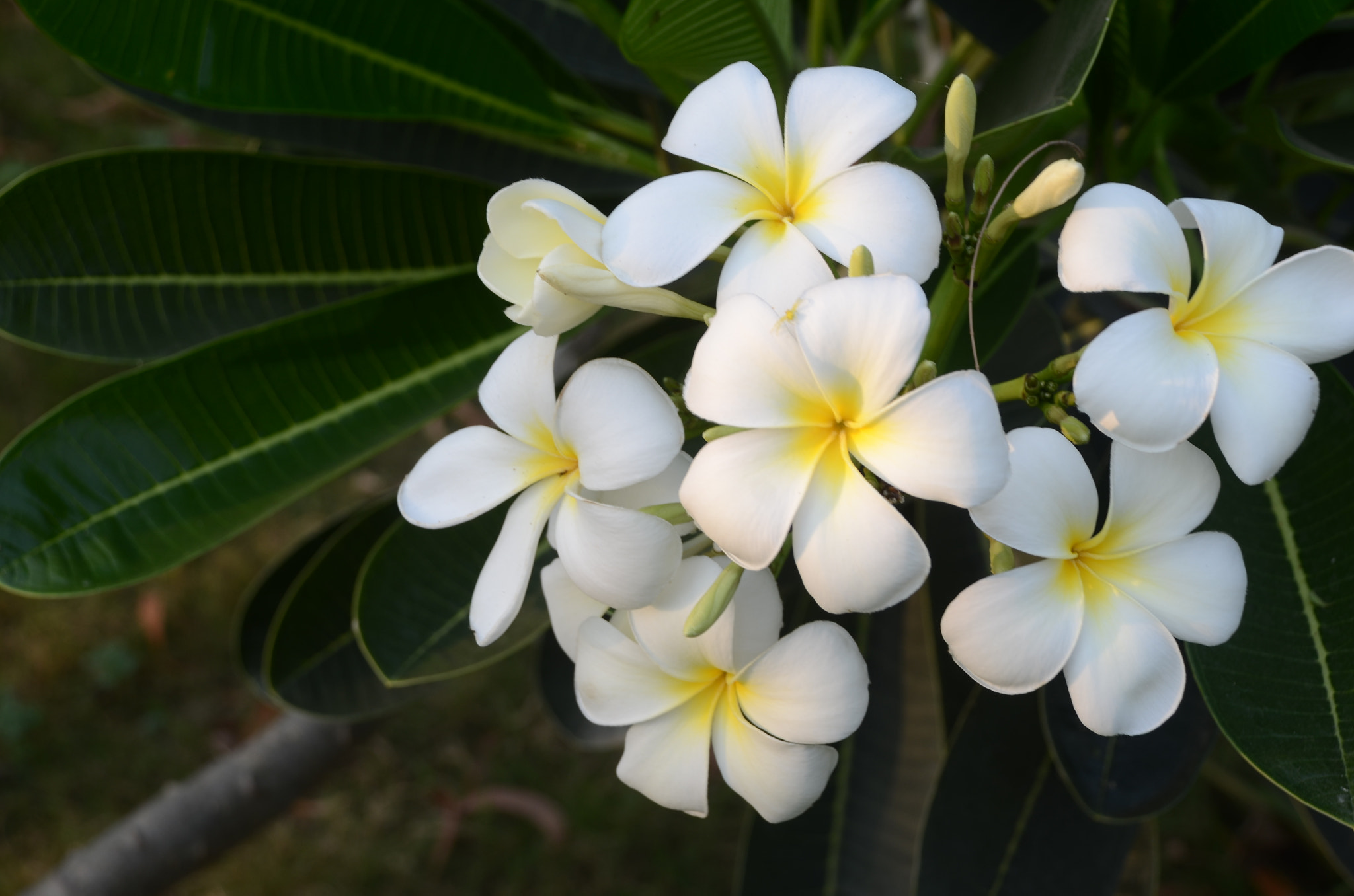 Nikon D7000 sample photo. Blossom photography