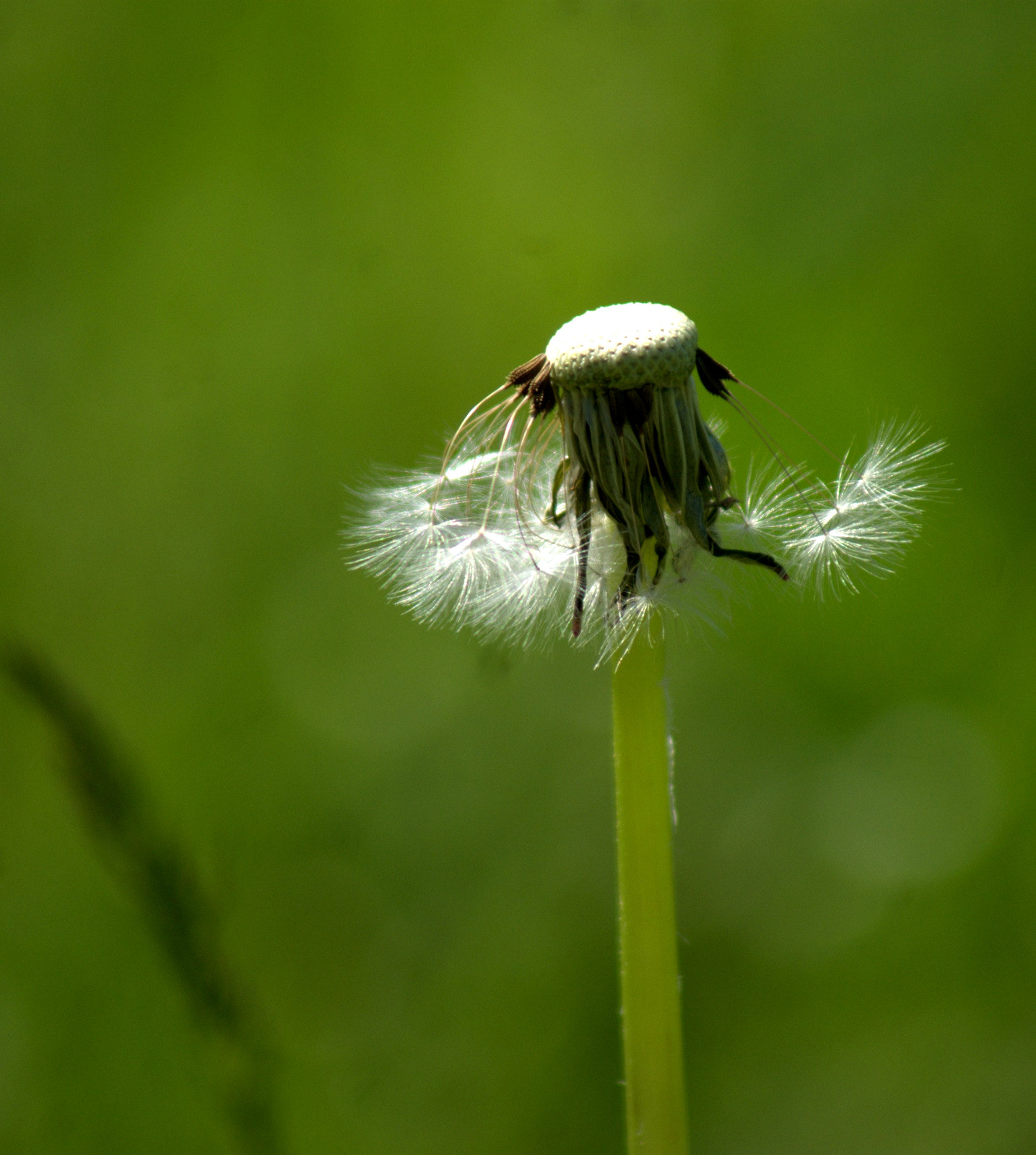 Sony 75-300mm F4.5-5.6 sample photo