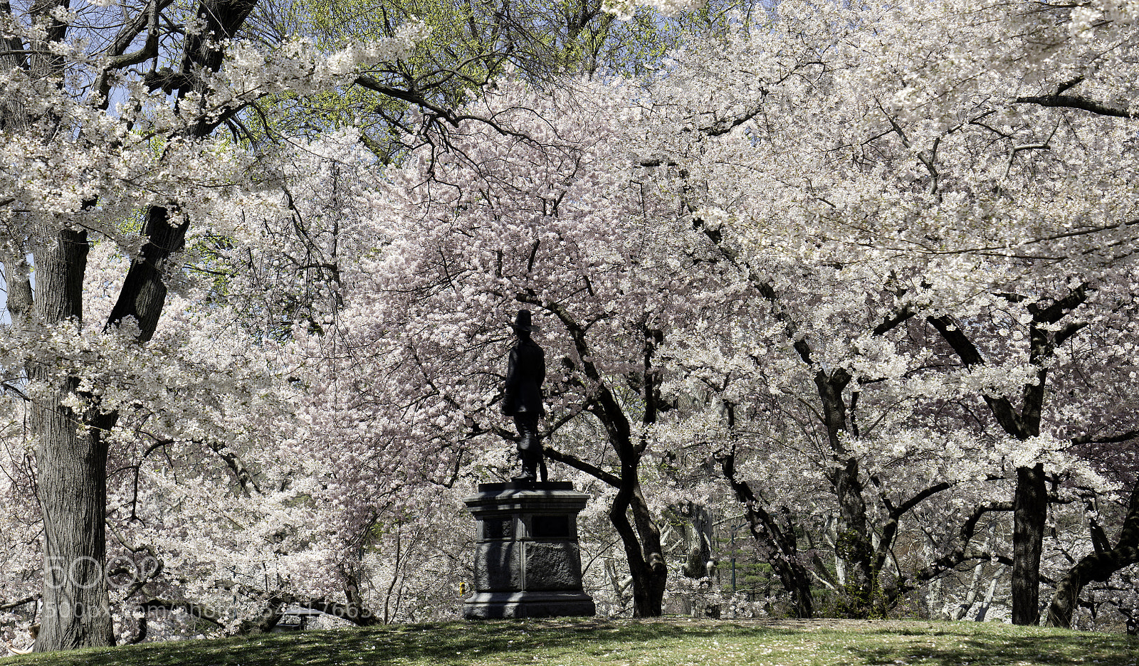 Sony a7R II sample photo. Cherry blossoms - central photography