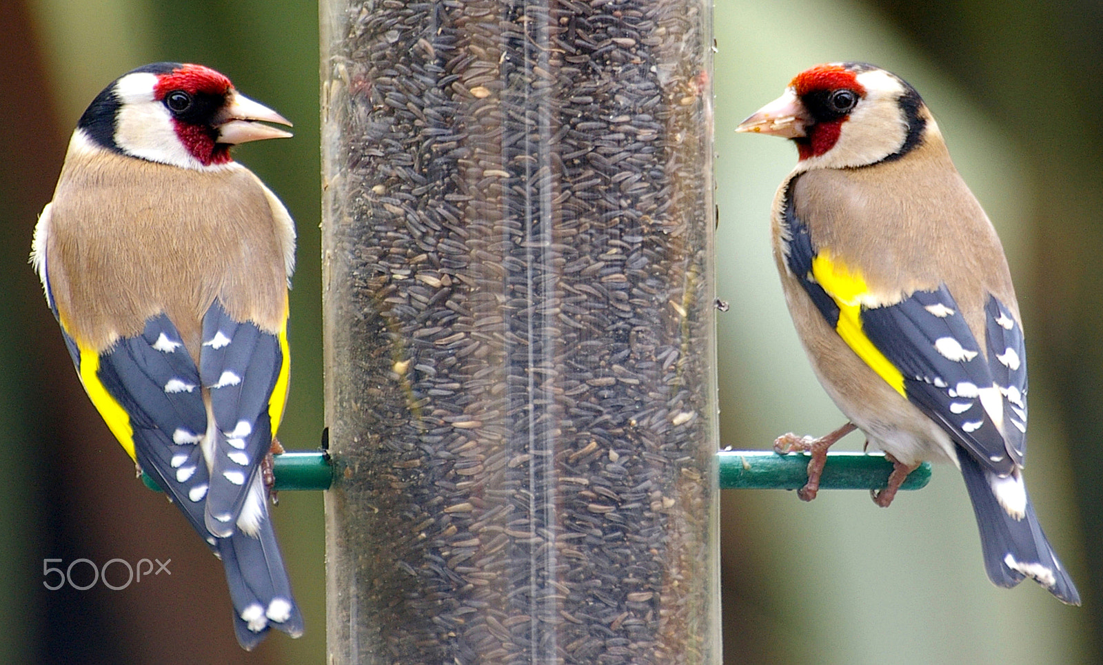 Pentax *ist DL sample photo. Goldfinch (carduelis carduelis) photography