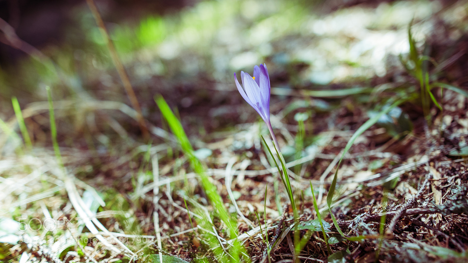 Nikon D700 sample photo. Spring flower photography