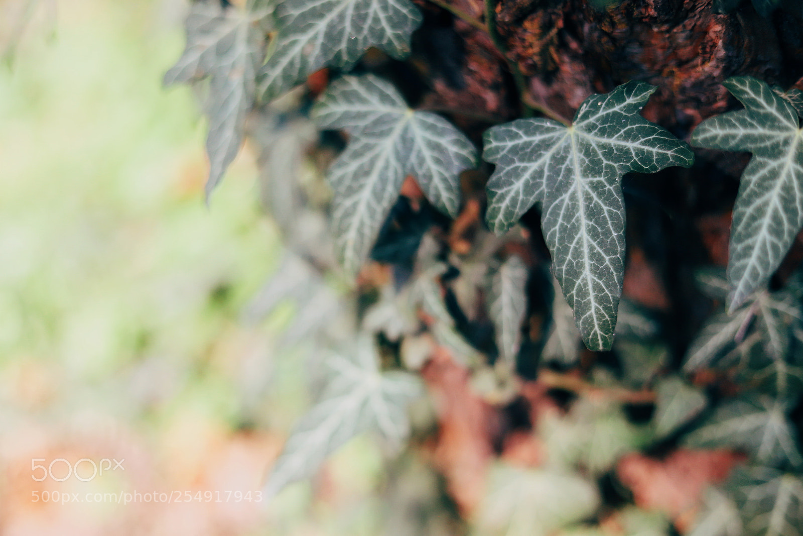 Canon EOS 6D Mark II sample photo. Green leaf photography