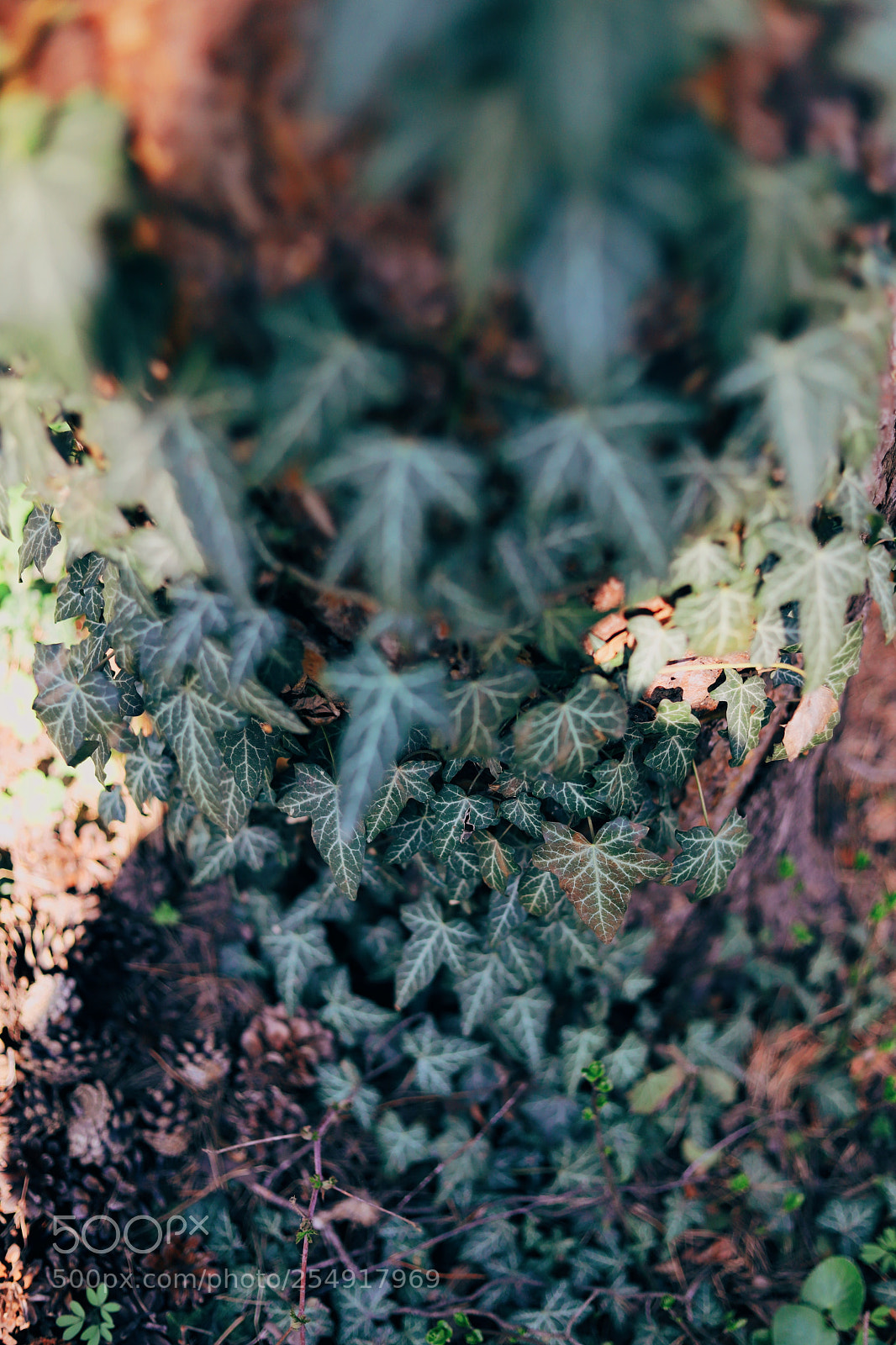 Canon EOS 6D Mark II sample photo. Green leaf photography