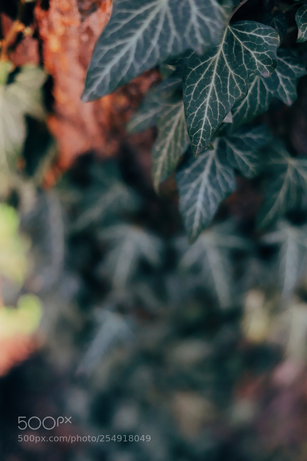Canon EOS 6D Mark II sample photo. Green leaf photography