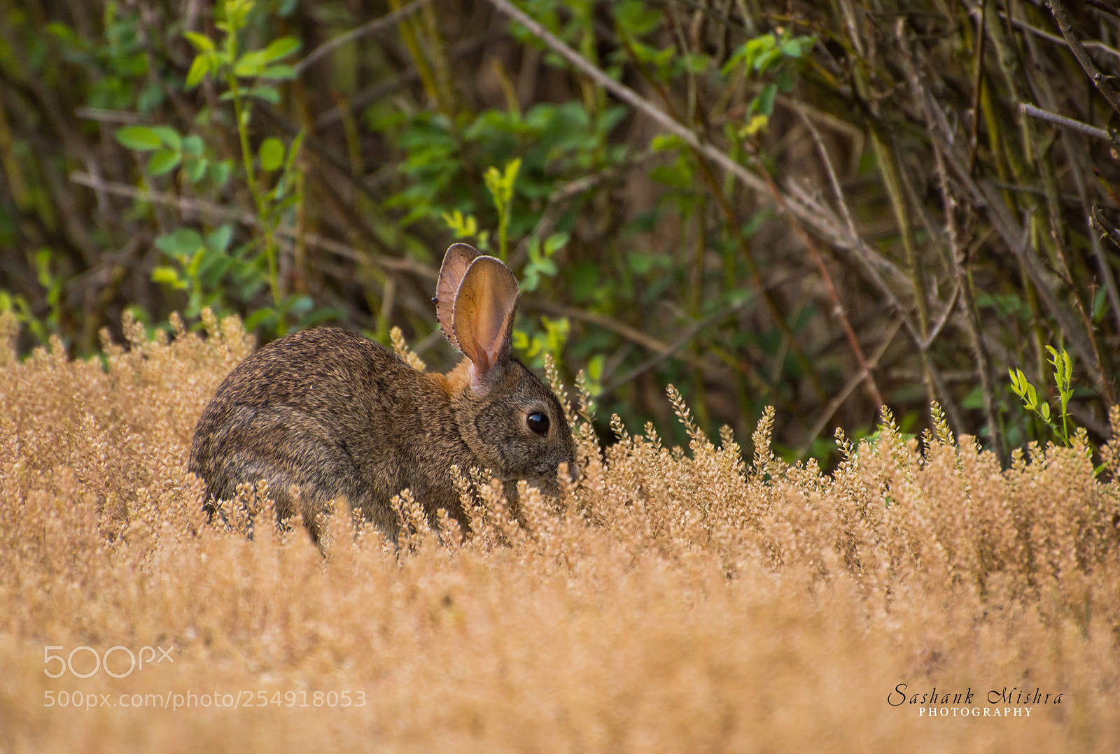 Nikon D5200 sample photo. Hide & seek photography