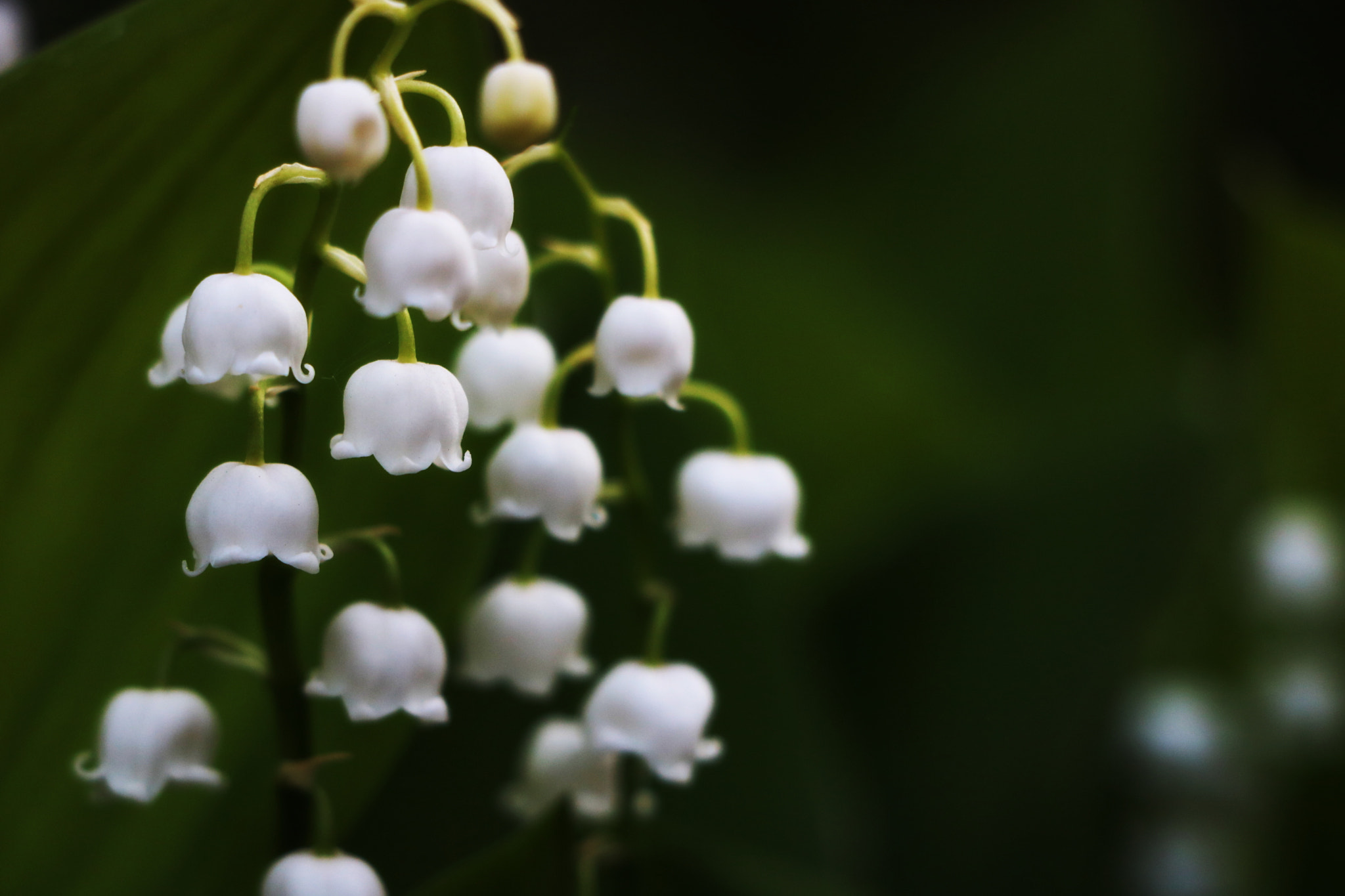 Canon EOS 750D (EOS Rebel T6i / EOS Kiss X8i) sample photo. Lily of the valley photography