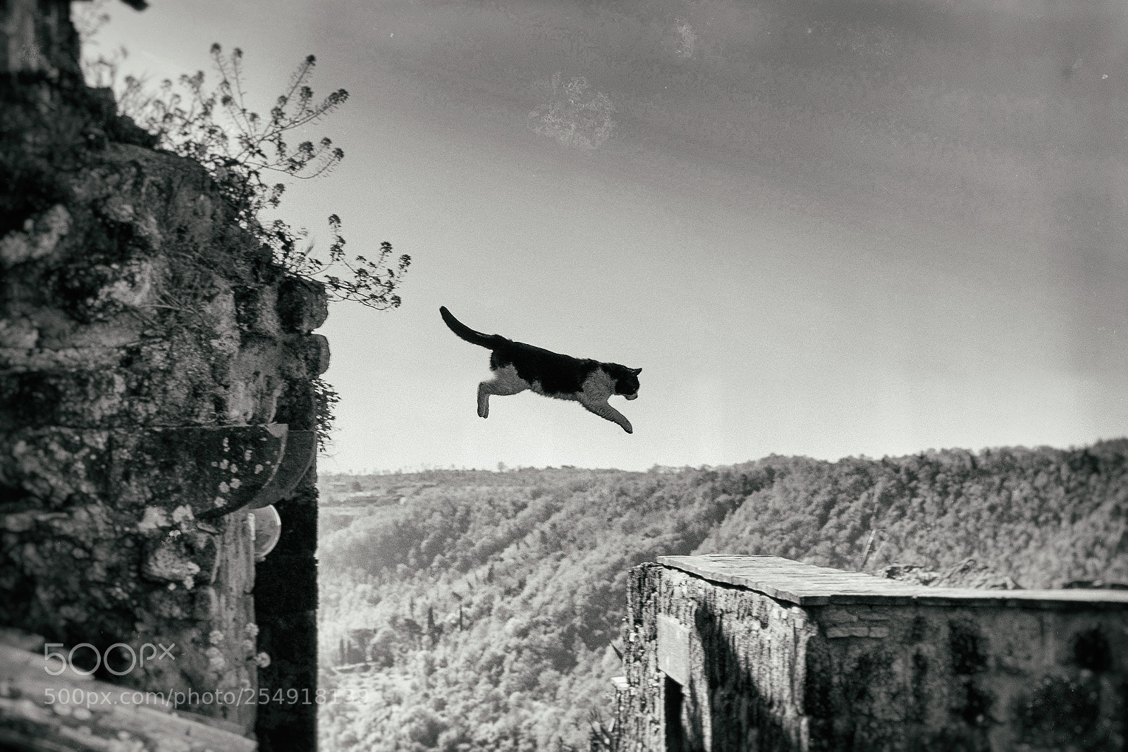 Canon EOS-1Ds Mark II sample photo. Il gatto volante photography