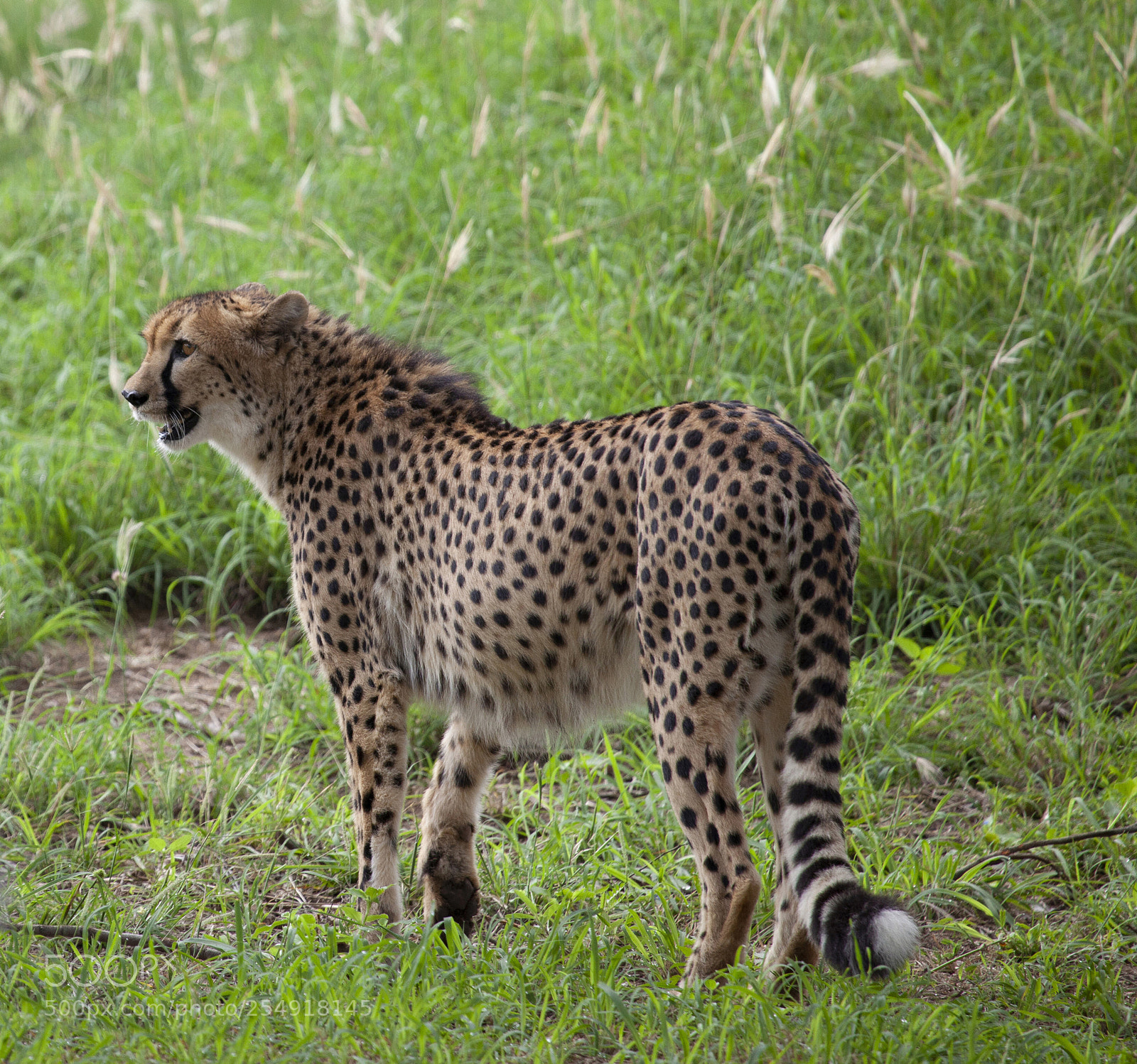 Canon EOS 5D Mark II sample photo. Cheetah in kruger park photography