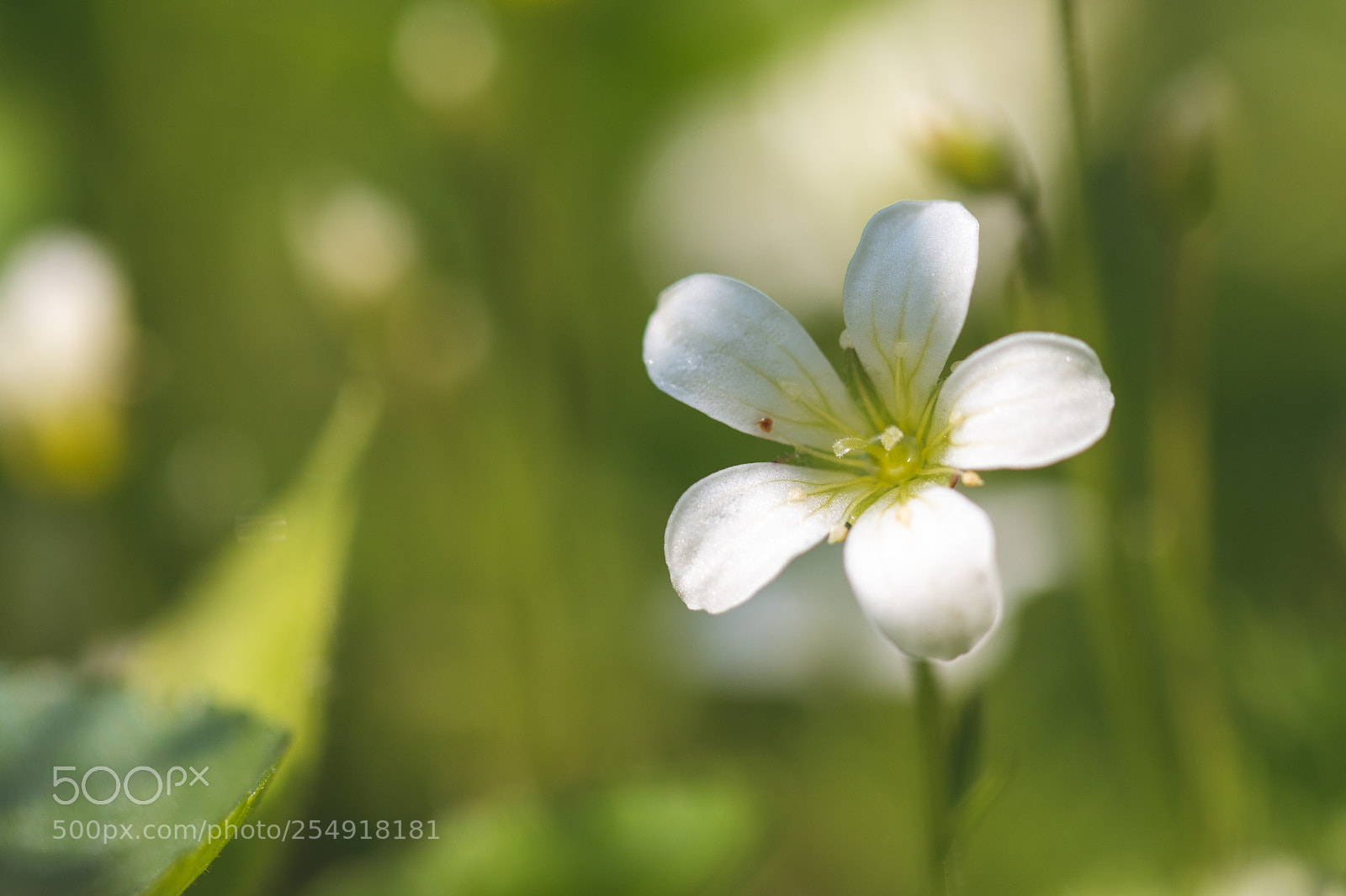 Canon EOS 70D sample photo. Dappled saxifrage photography