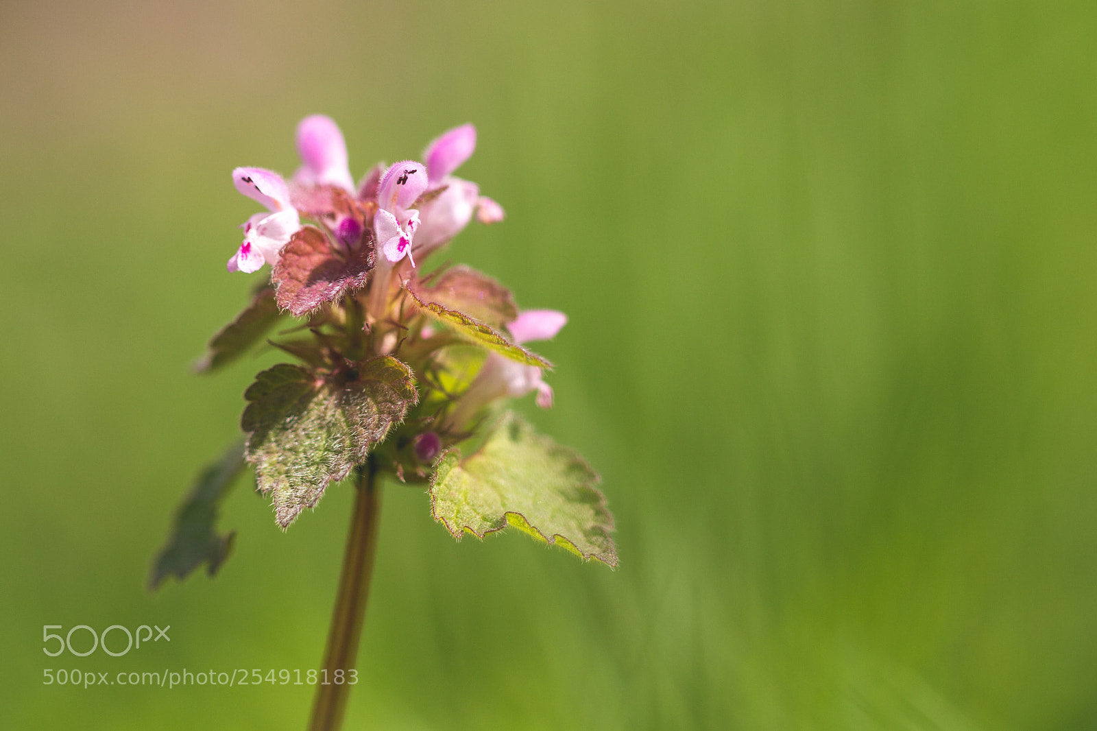 Canon EOS 70D sample photo. Sunny deadnettle photography