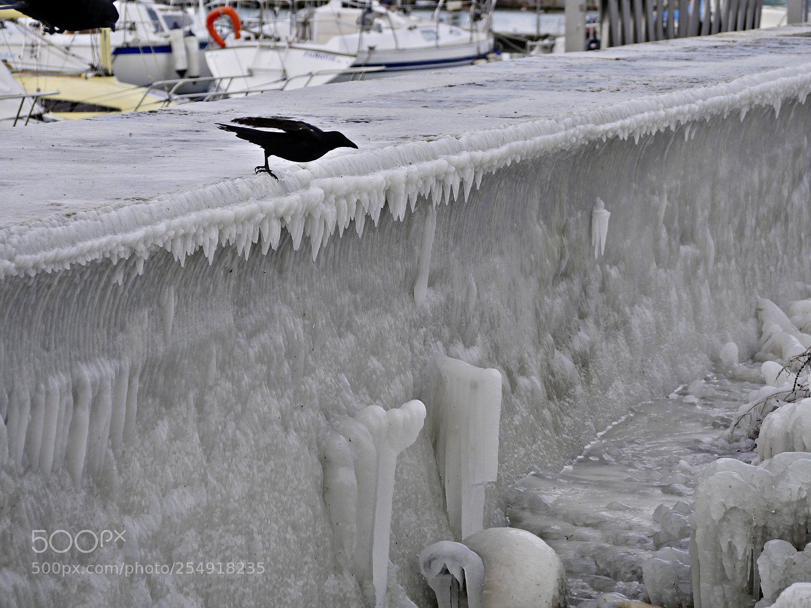 Panasonic Lumix DMC-GX8 sample photo. Bird on ice photography