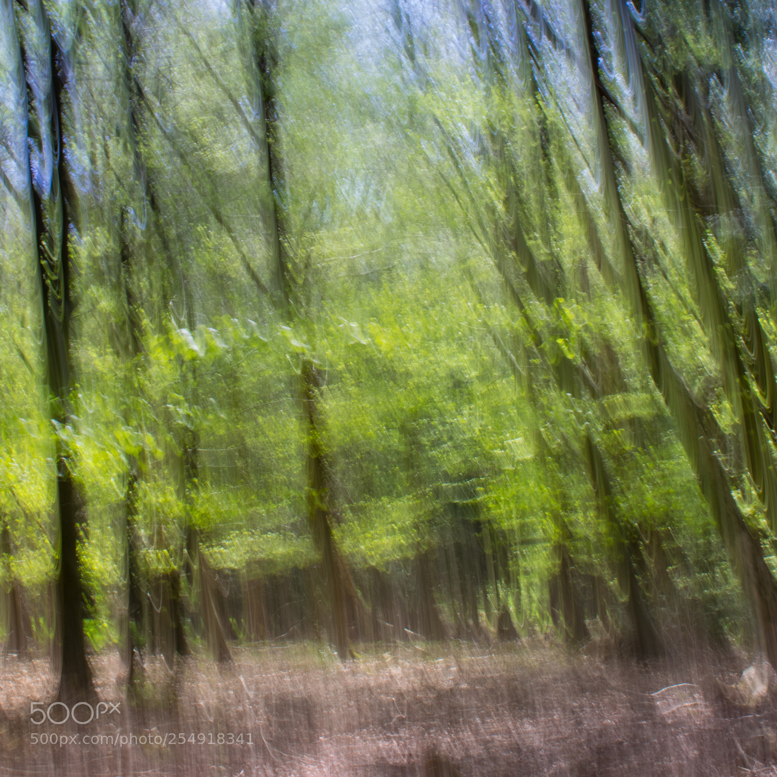 Nikon D3300 sample photo. Beech woodland icm photography