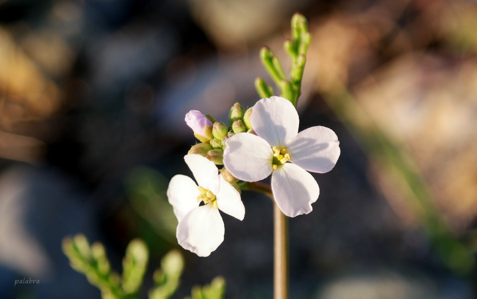 Samsung NX1 sample photo. ... photography