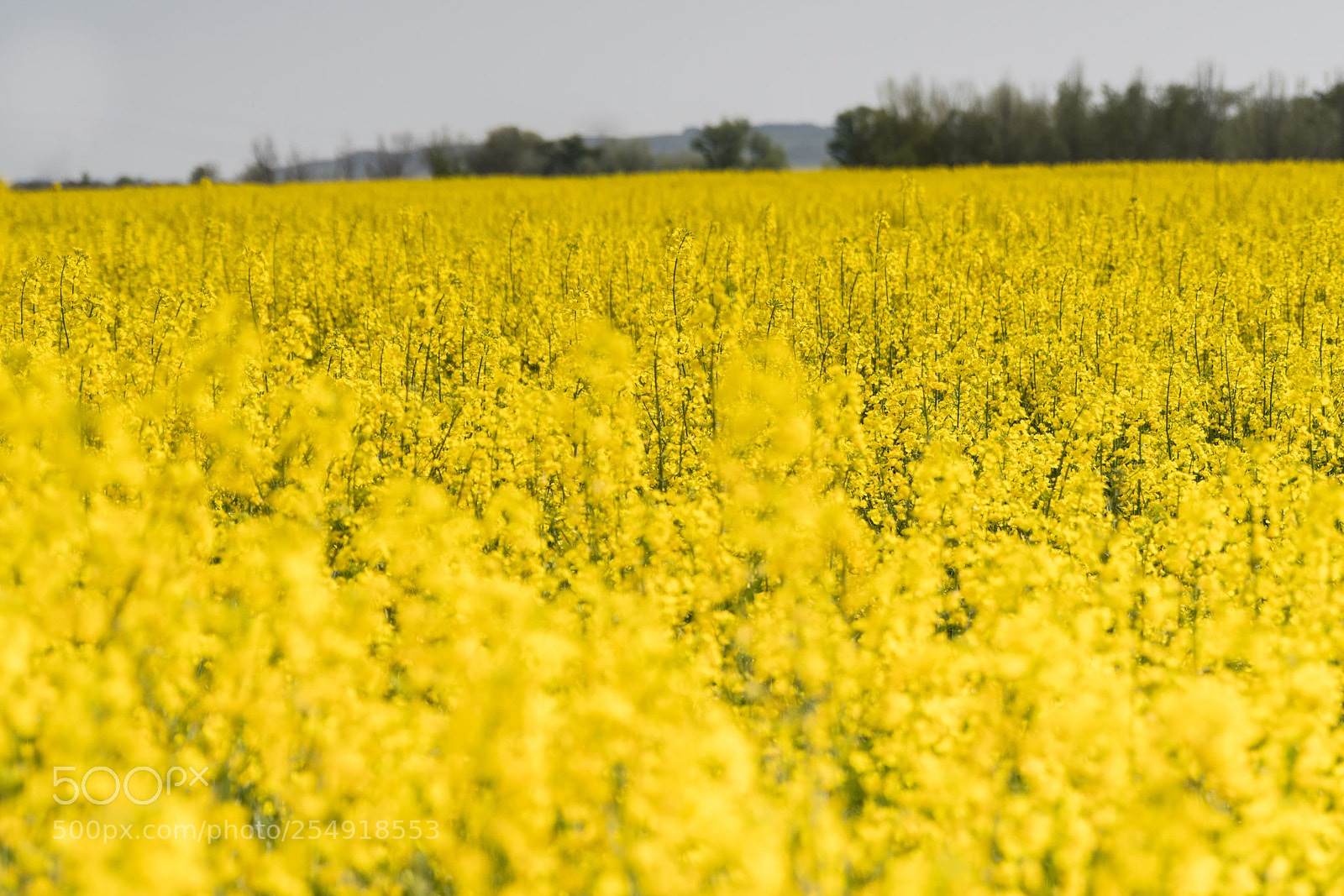 Nikon D500 sample photo. Spring photography