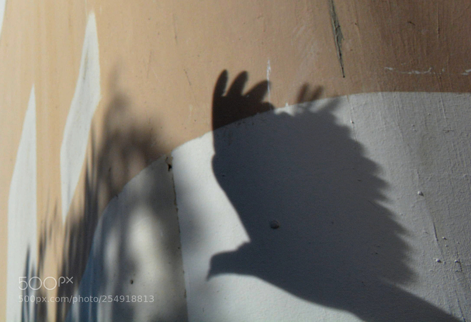 Nikon D5200 sample photo. Bird shadow photography