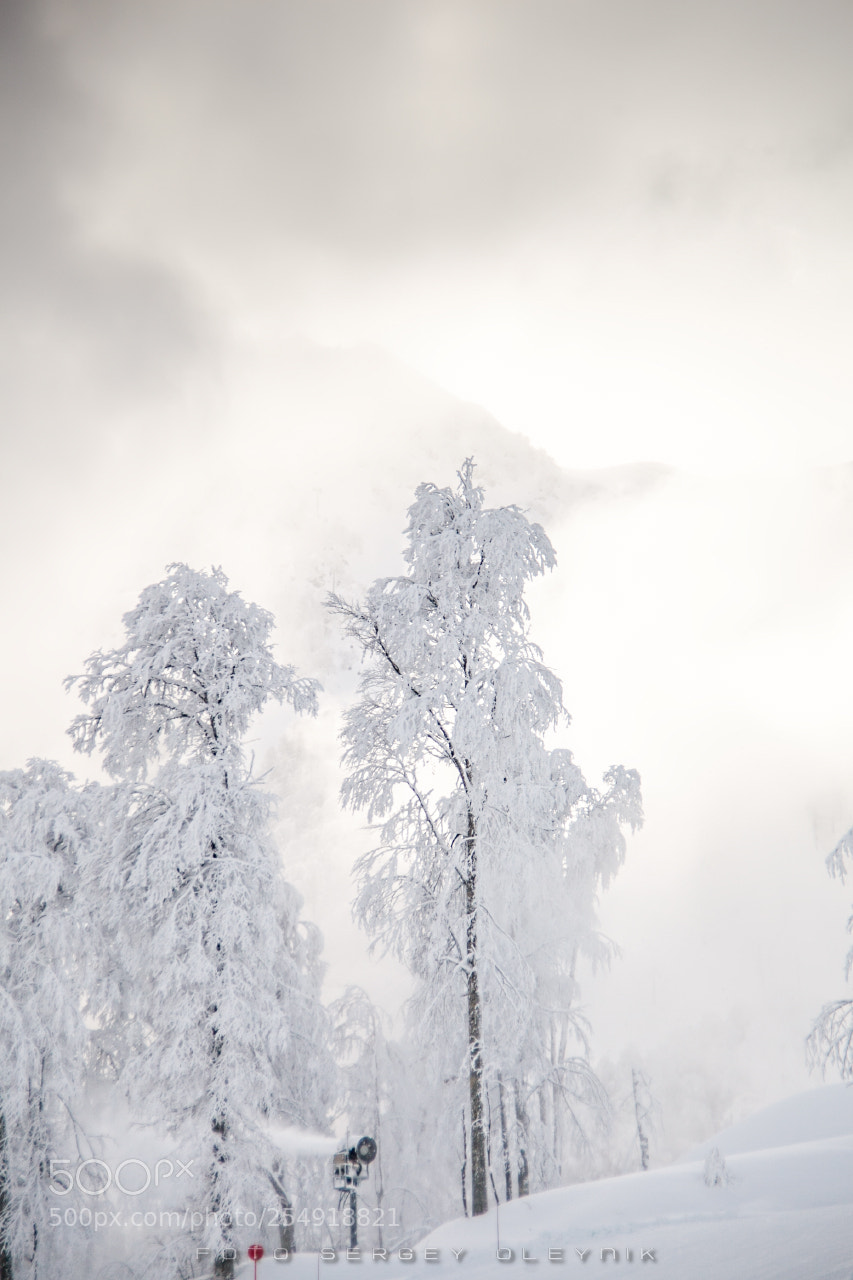 Canon EOS 5D Mark II sample photo. Winter's tale photography