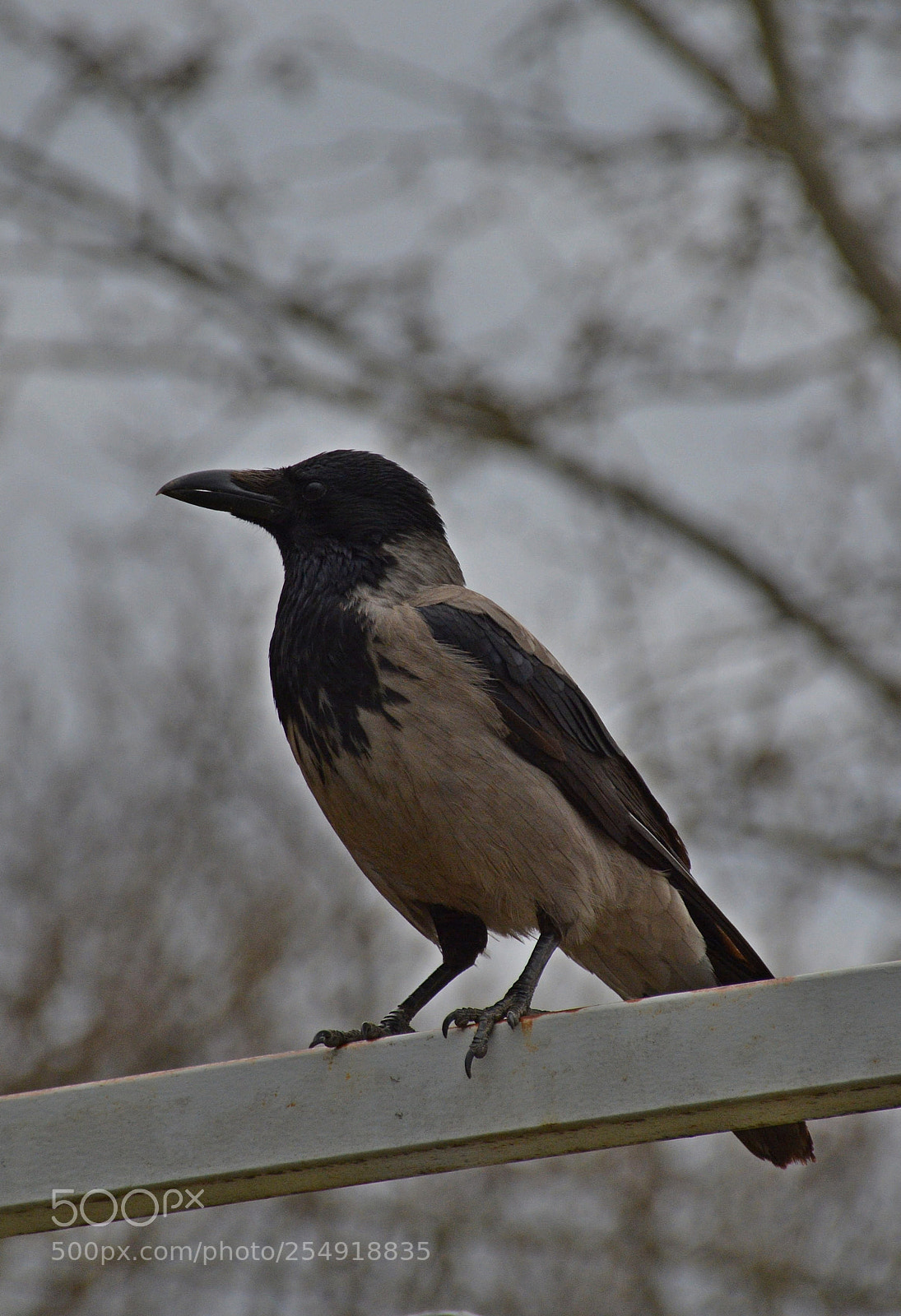 Nikon D5200 sample photo. Gray crow photography