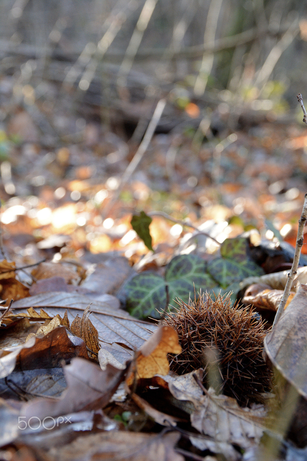 Nikon D5200 sample photo. Maroon photography