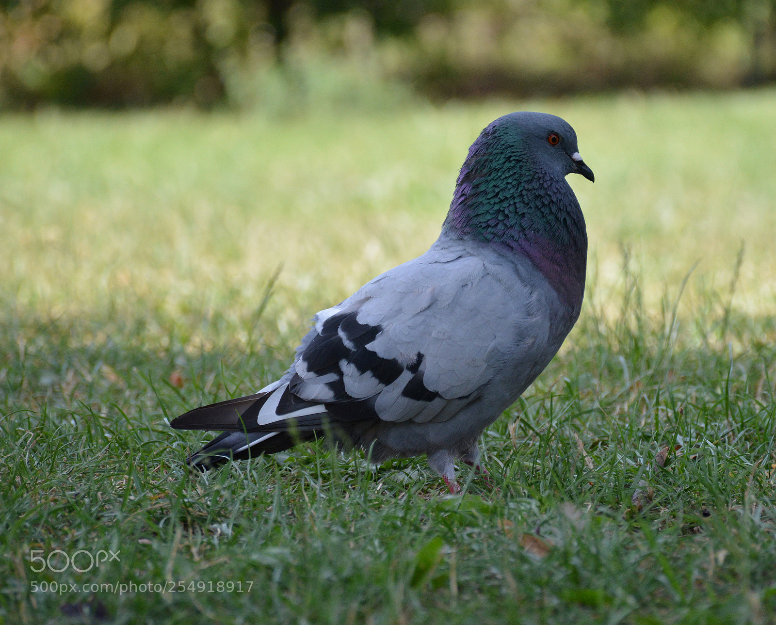 Nikon D5200 sample photo. King of the pigeon photography