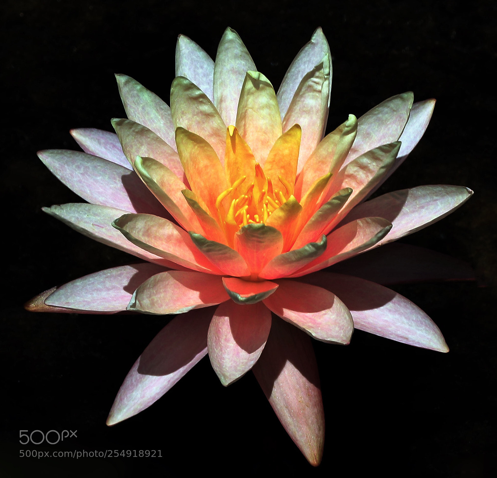 Canon EOS 7D Mark II sample photo. Waterlily photography