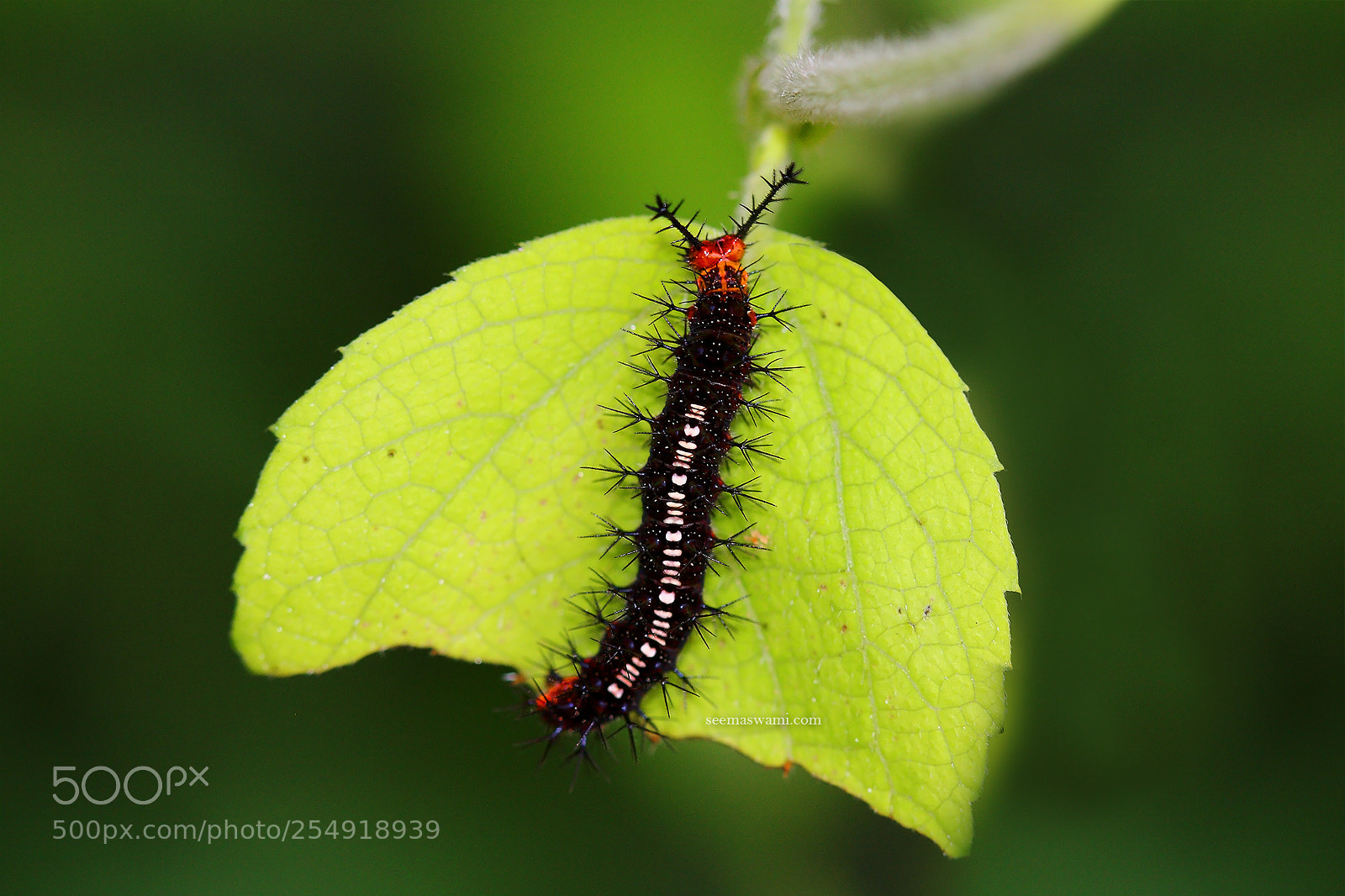 Canon EOS 450D (EOS Rebel XSi / EOS Kiss X2) sample photo. Caterpillar photography