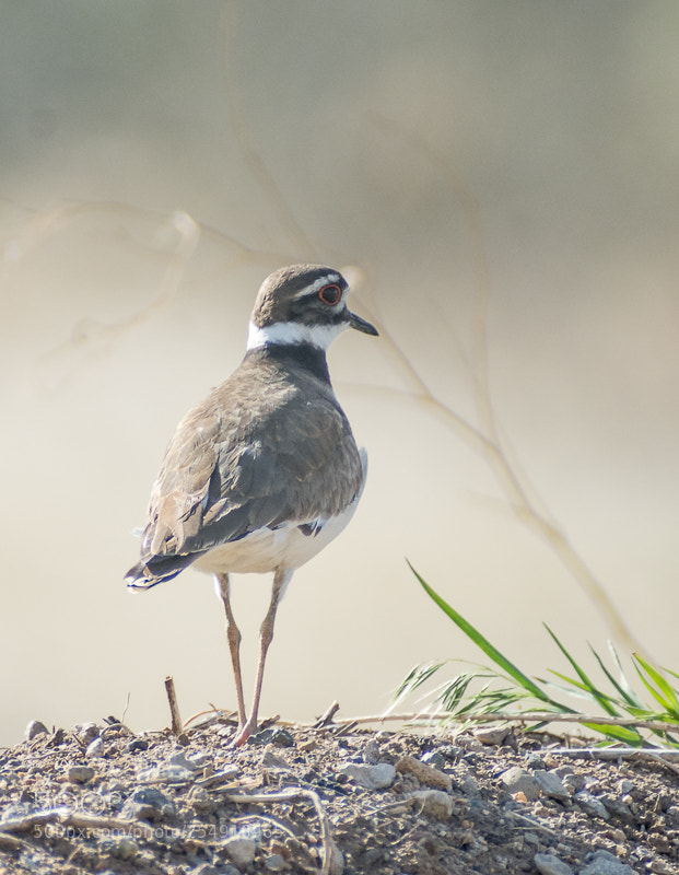 Nikon D7200 sample photo. Killdeer photography