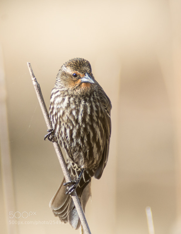 Nikon D7200 sample photo. Pine siskin photography