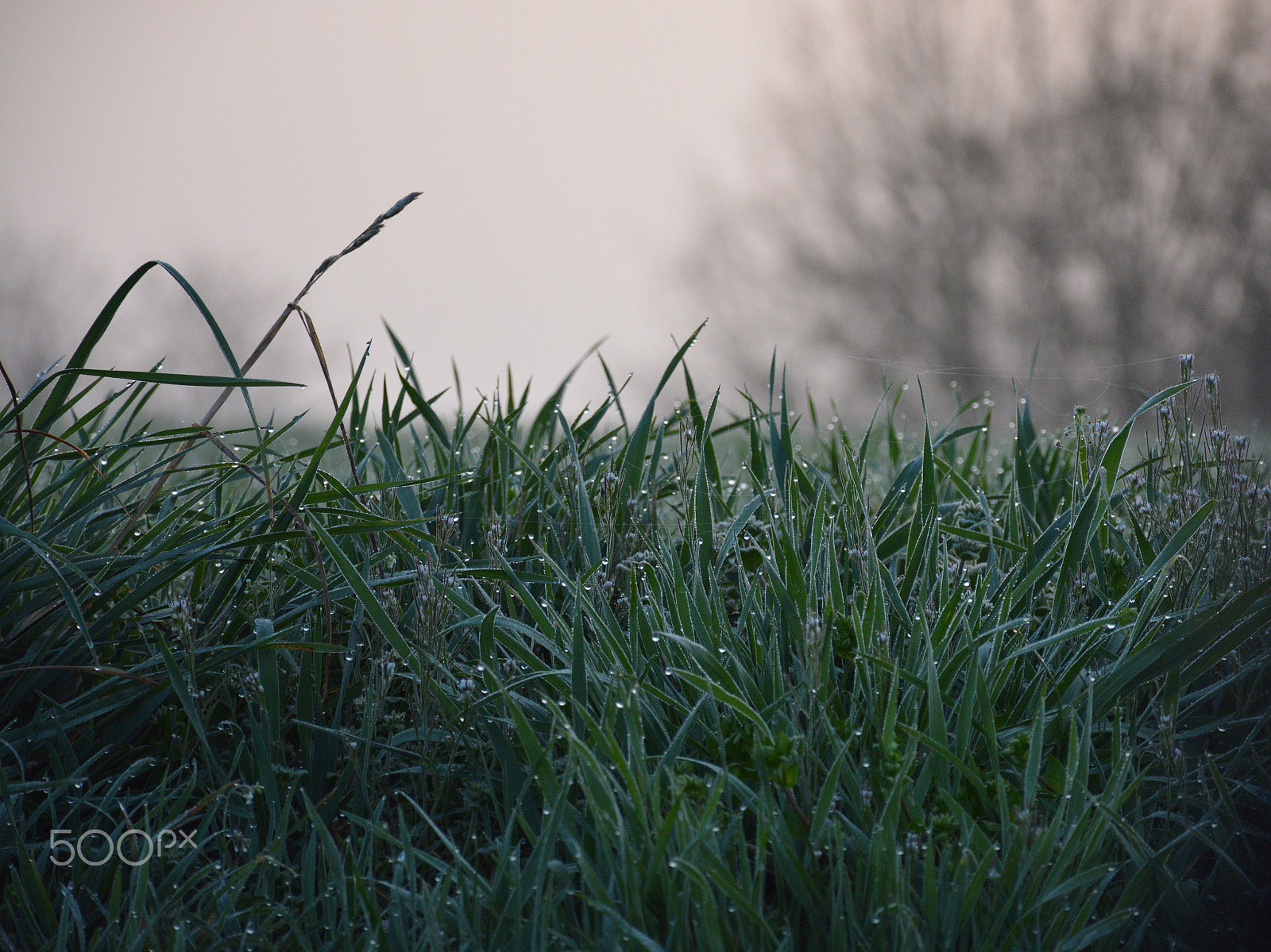 Nikon D5200 sample photo. Morning rose photography