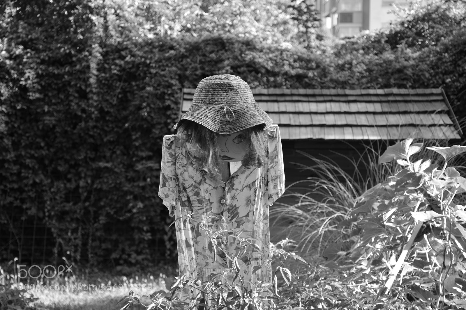 Nikon D5200 sample photo. Scarecrow photography