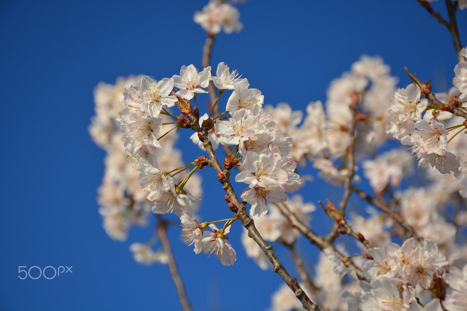 Nikon D5200 sample photo. Spring photography