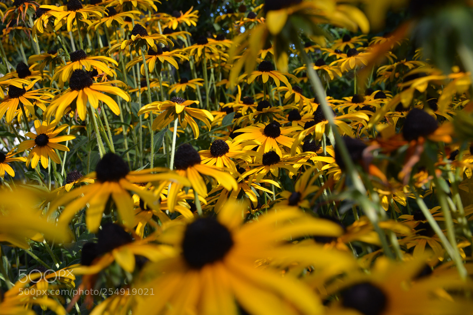 Nikon D5200 sample photo. Yellow playing photography