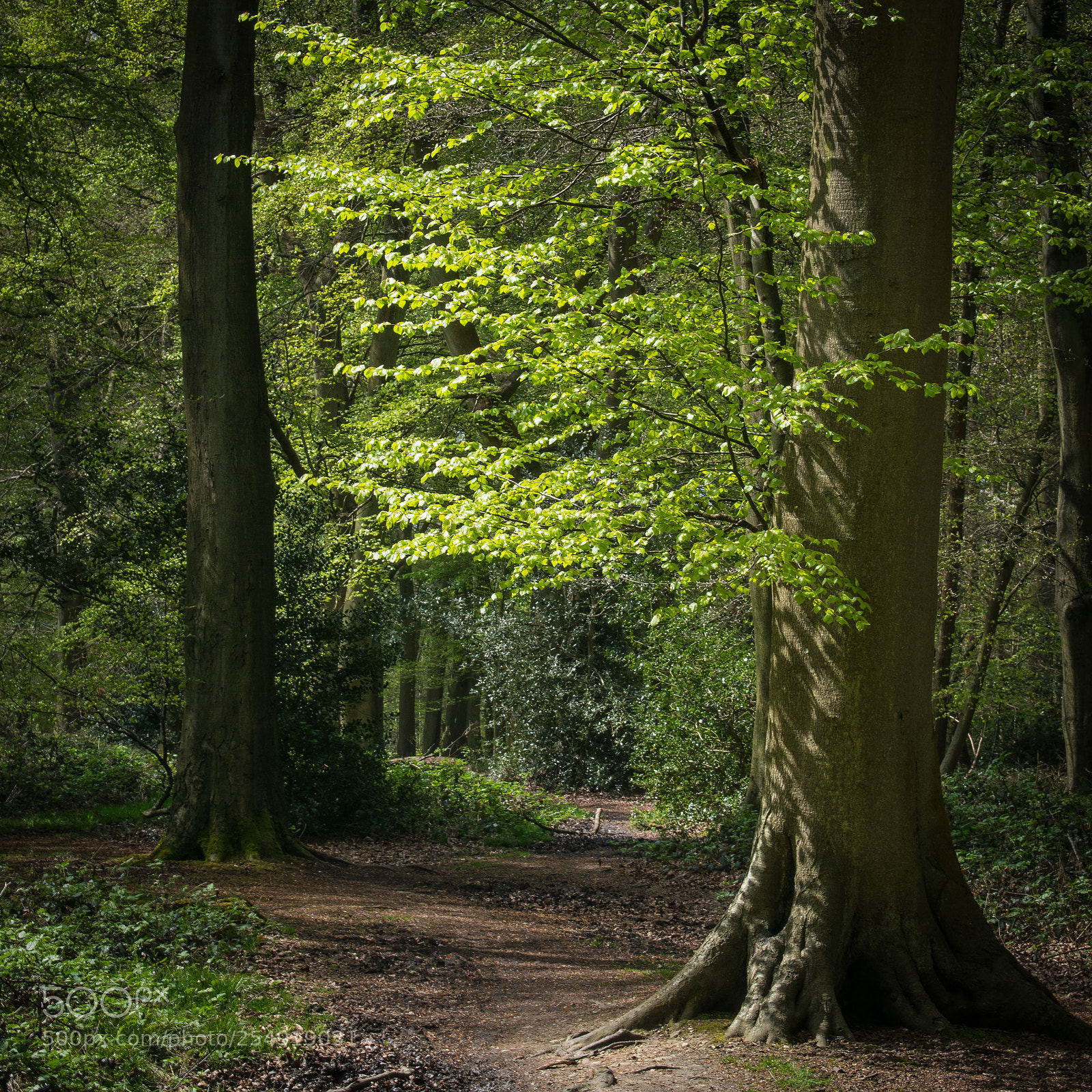 Nikon D3300 sample photo. Beech woodland - natural photography