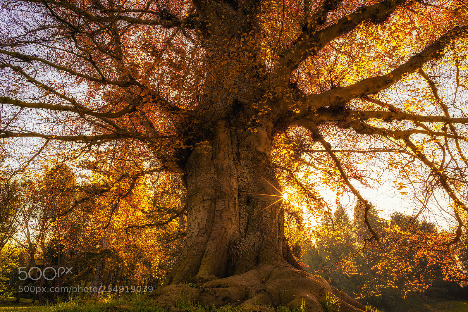 Sony a7R II sample photo. The blooming tree photography