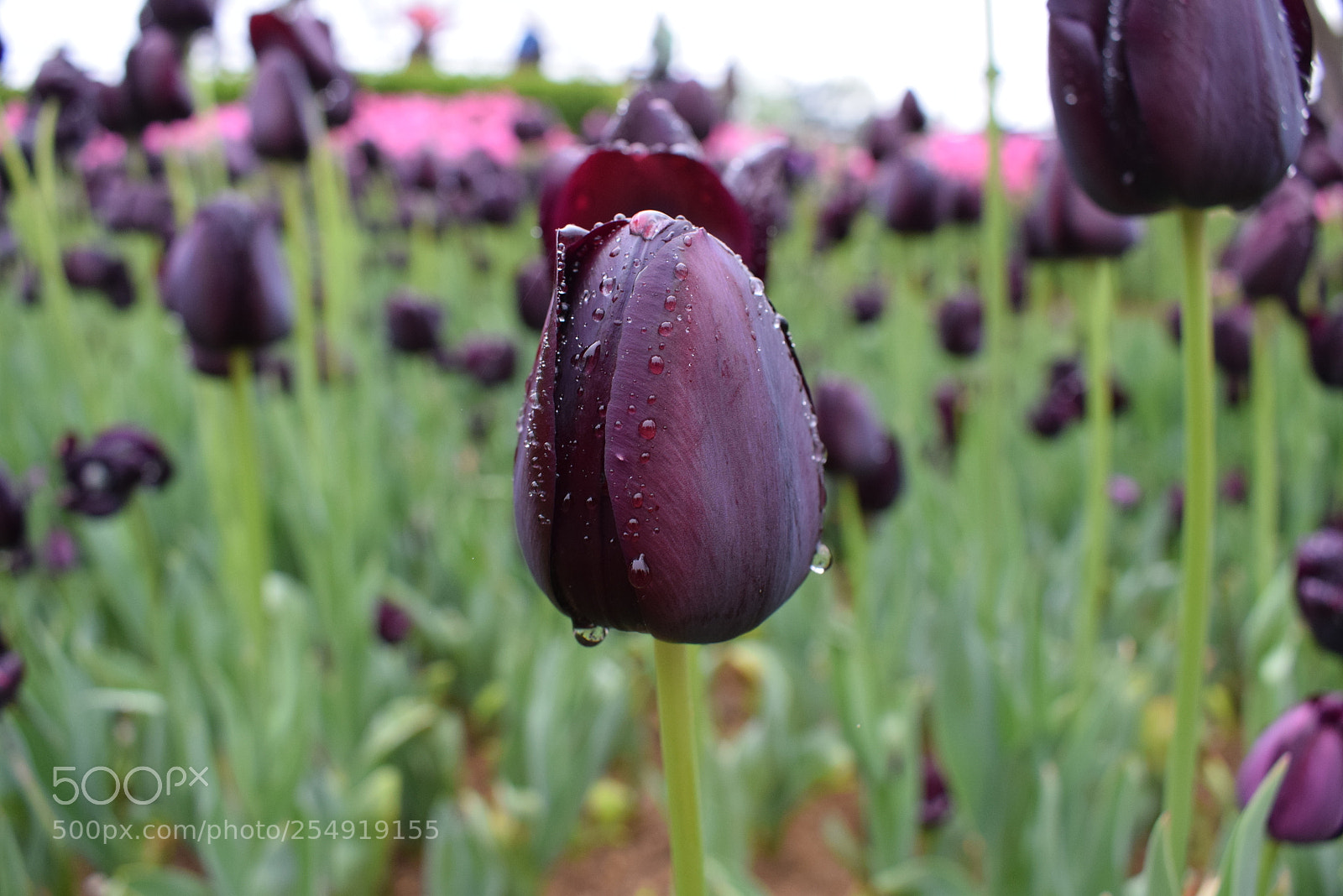 Nikon D3300 sample photo. Emirgan tulip festival photography