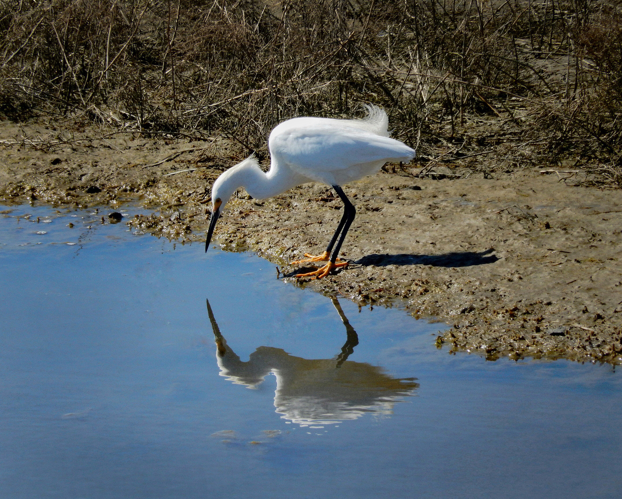 Nikon COOLPIX S9600 sample photo. Narcissus (snowy egret) photography