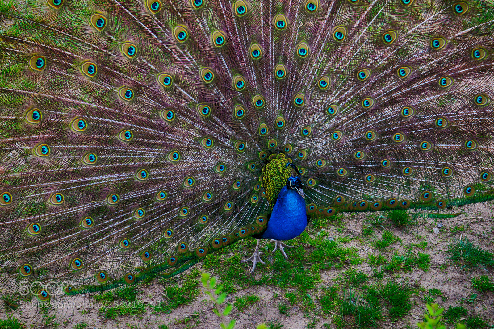 Canon EOS M50 (EOS Kiss M) sample photo. Frankfurt peacock's fan in photography