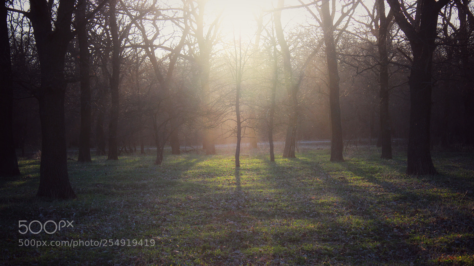 Canon EOS 600D (Rebel EOS T3i / EOS Kiss X5) sample photo. Old forest photography