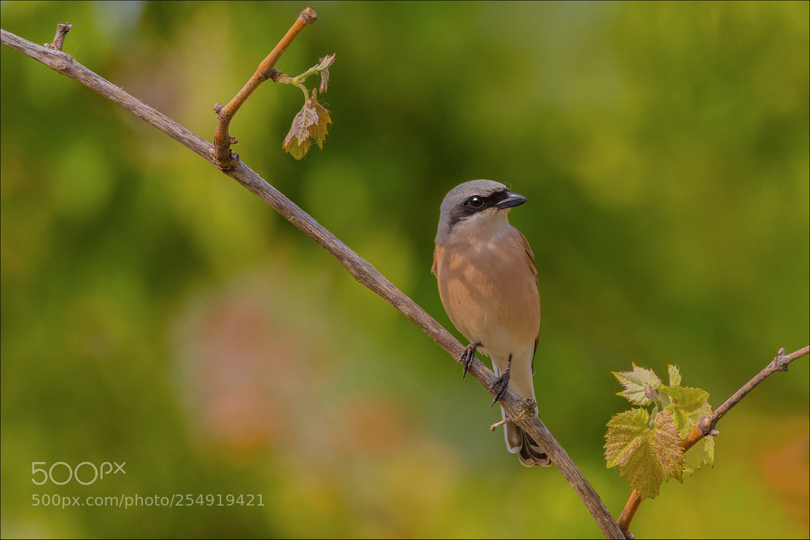 Nikon D7200 sample photo. Red-backed shrike 3 photography