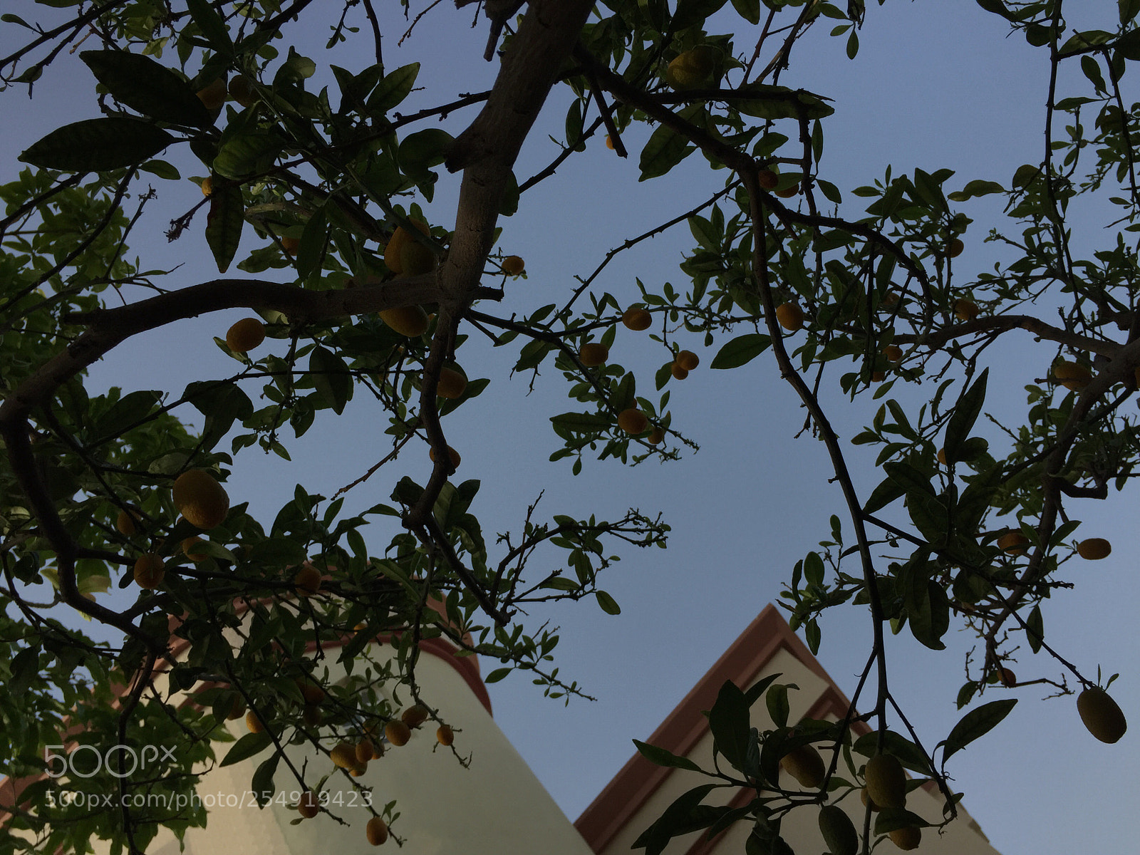 Apple iPhone 6 sample photo. Untitled photography