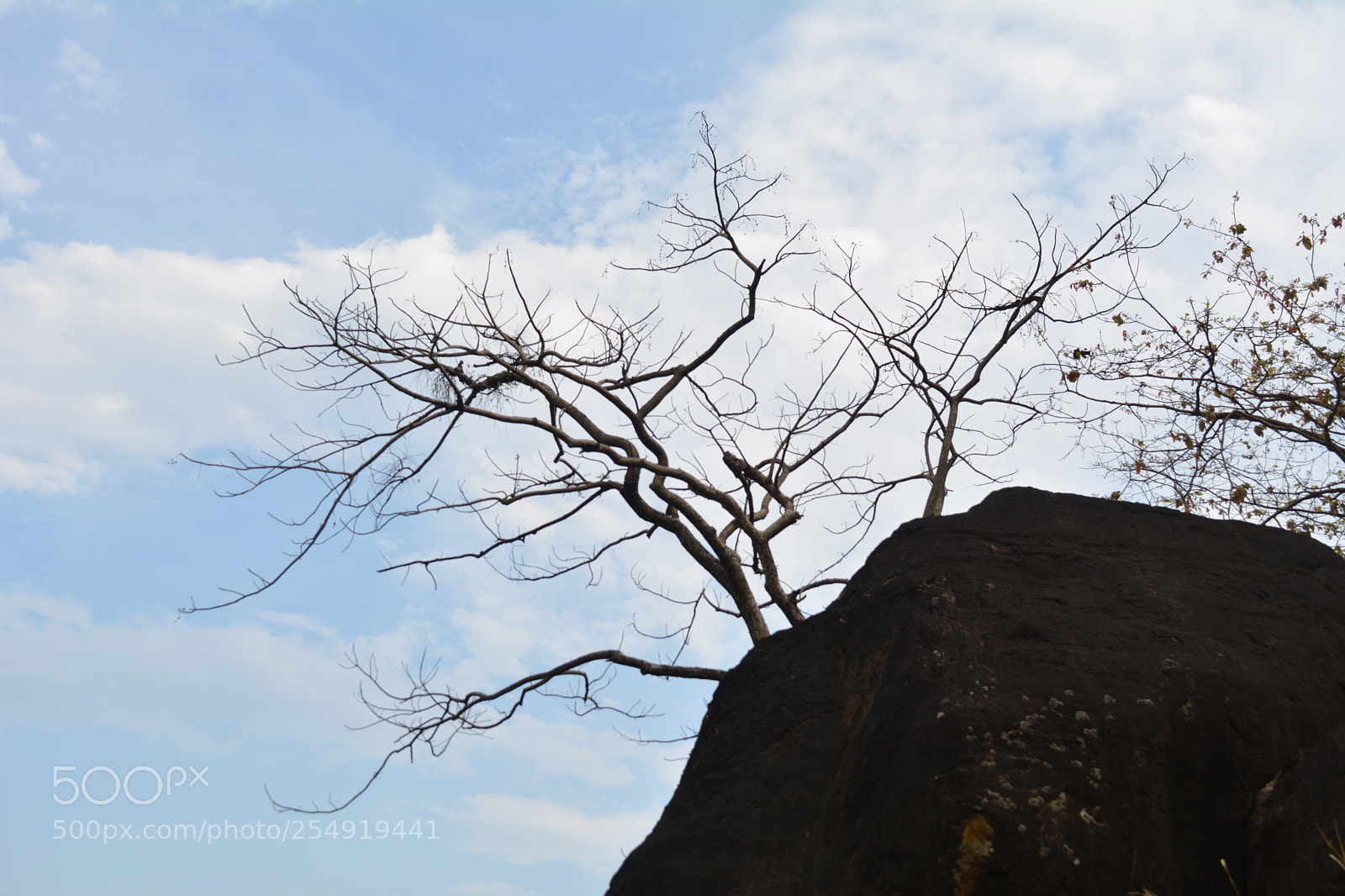 Nikon D5200 sample photo. Tree on big stone photography